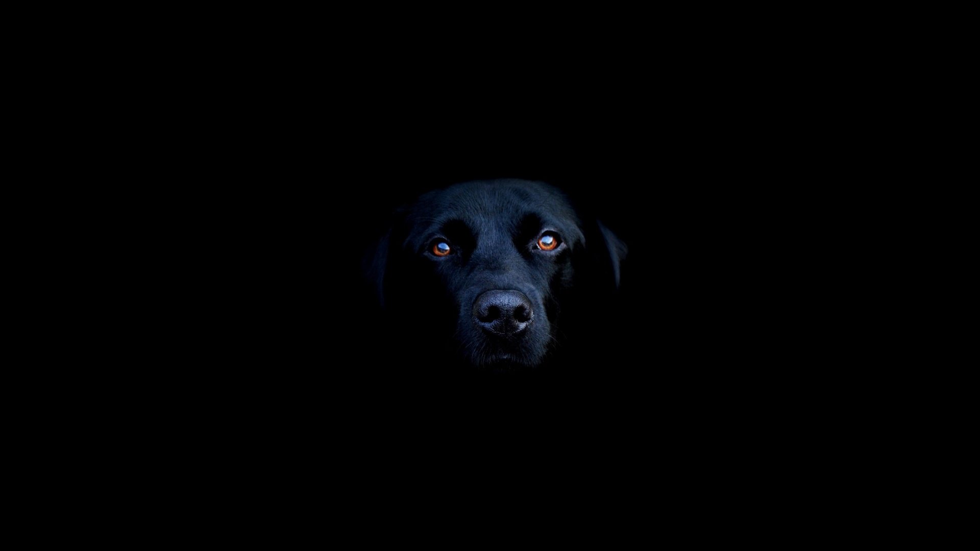 Обои морда, черный, собака, лабрадор, лабрадор-ретривер, face, black, dog, labrador, labrador retriever разрешение 2560x1600 Загрузить