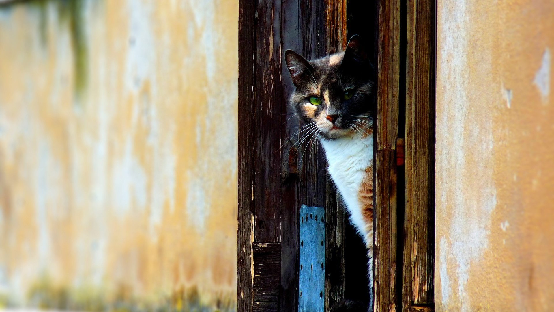 Обои кот, стена, дверь, cat, wall, the door разрешение 1920x1200 Загрузить