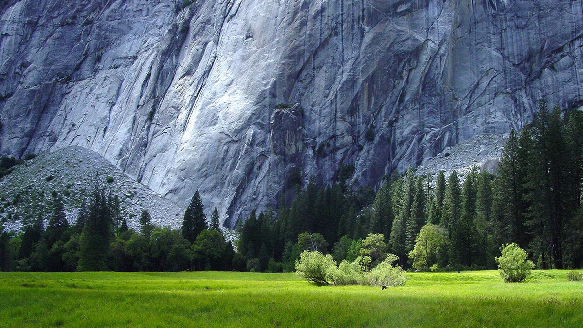 Обои лес, травы, гранитные скалы, йосемити, forest, grass, granite rocks, yosemite разрешение 1920x1200 Загрузить