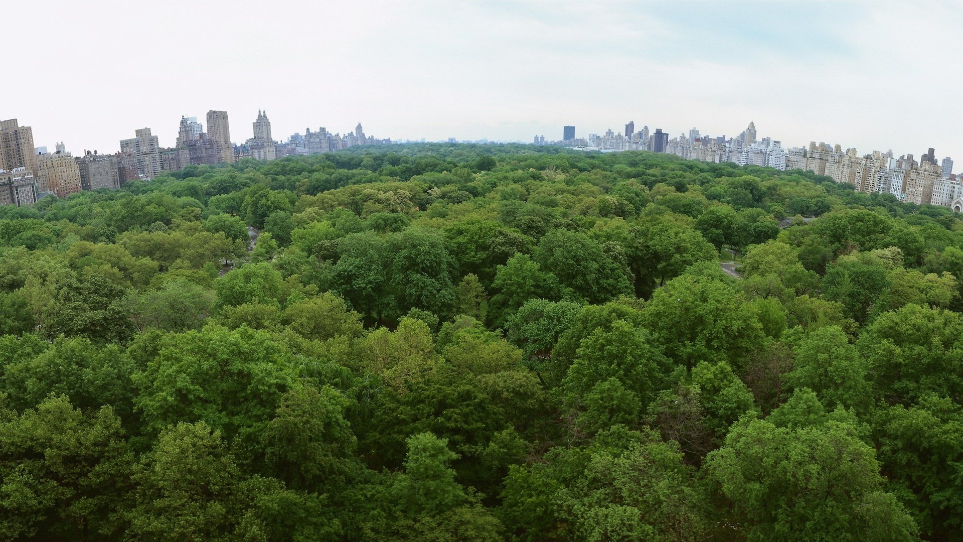 Обои деревья, парк, город, trees, park, the city разрешение 3200x1200 Загрузить