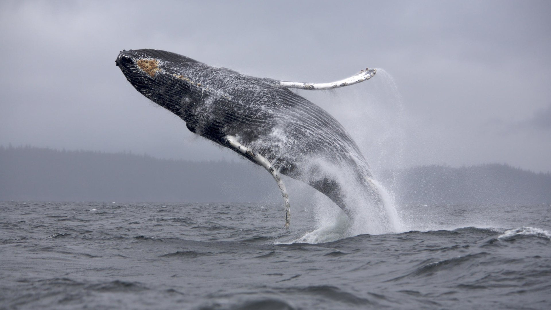 Обои полет, океан, объем, хвост, кит, горбатый кит, flight, the ocean, the volume, tail, kit, humpback whale разрешение 2000x1333 Загрузить