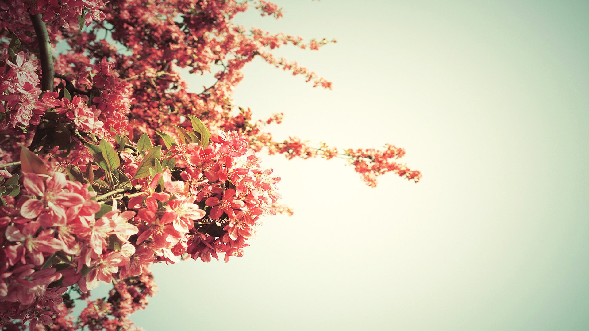 Цветы на фоне дерева