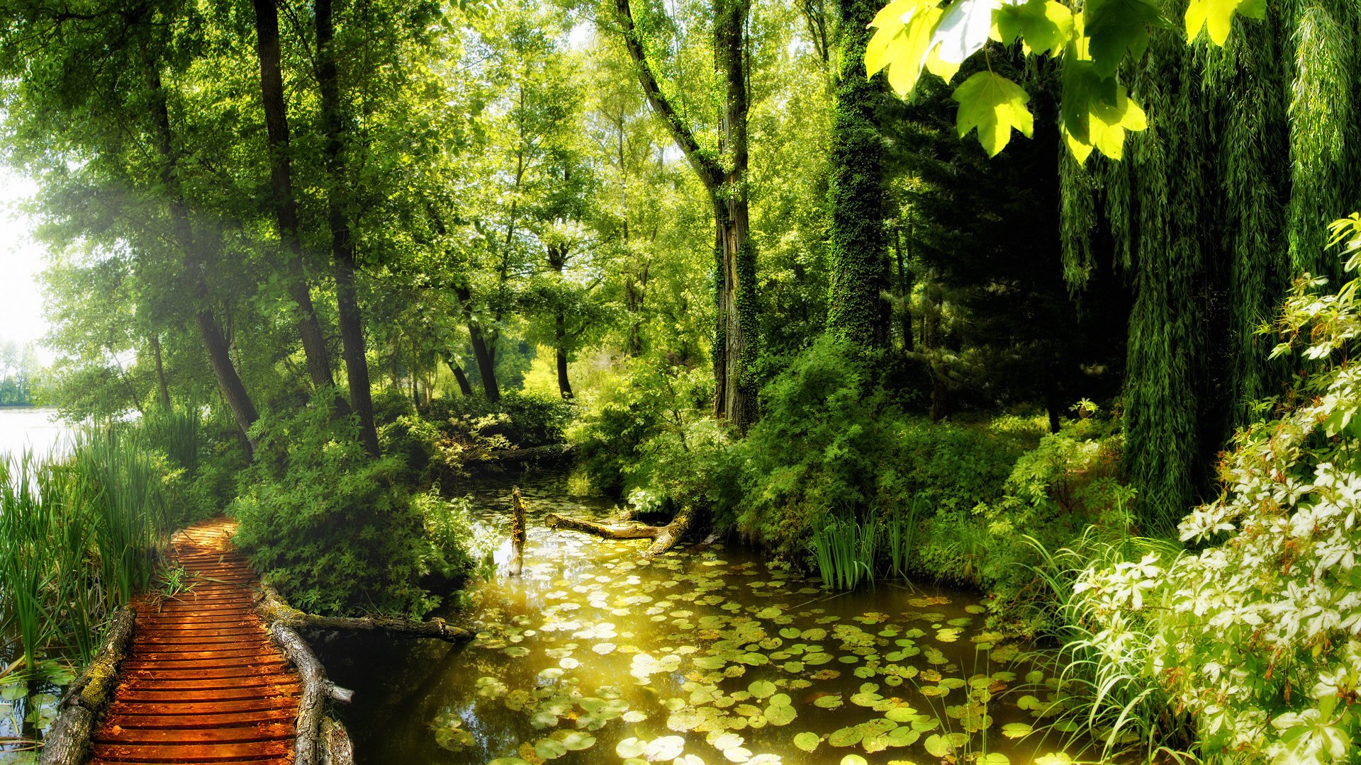 Обои красота, пруд, лилии, лес.тропинка, beauty, pond, lily, forest.path разрешение 1920x1200 Загрузить