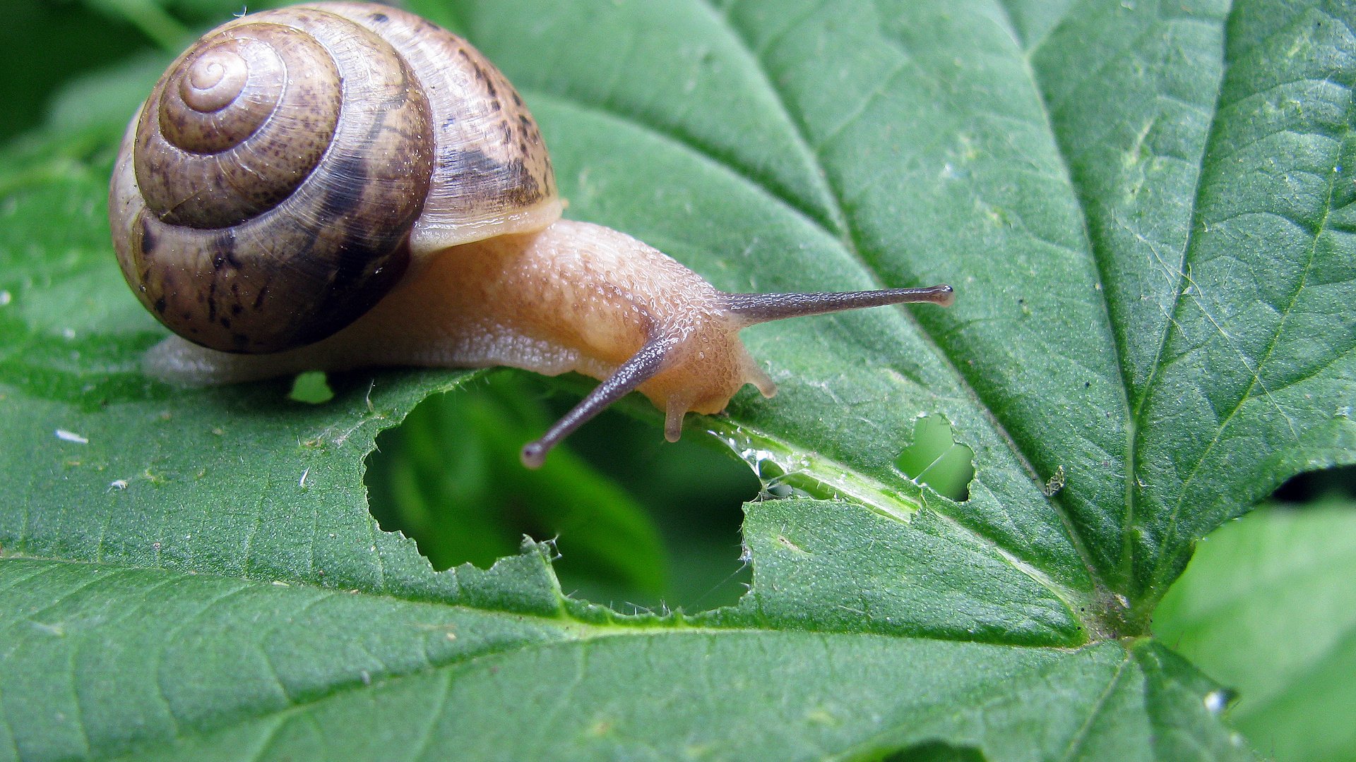 Обои трава, природа, зелень, лист, улитка, grass, nature, greens, sheet, snail разрешение 1920x1200 Загрузить