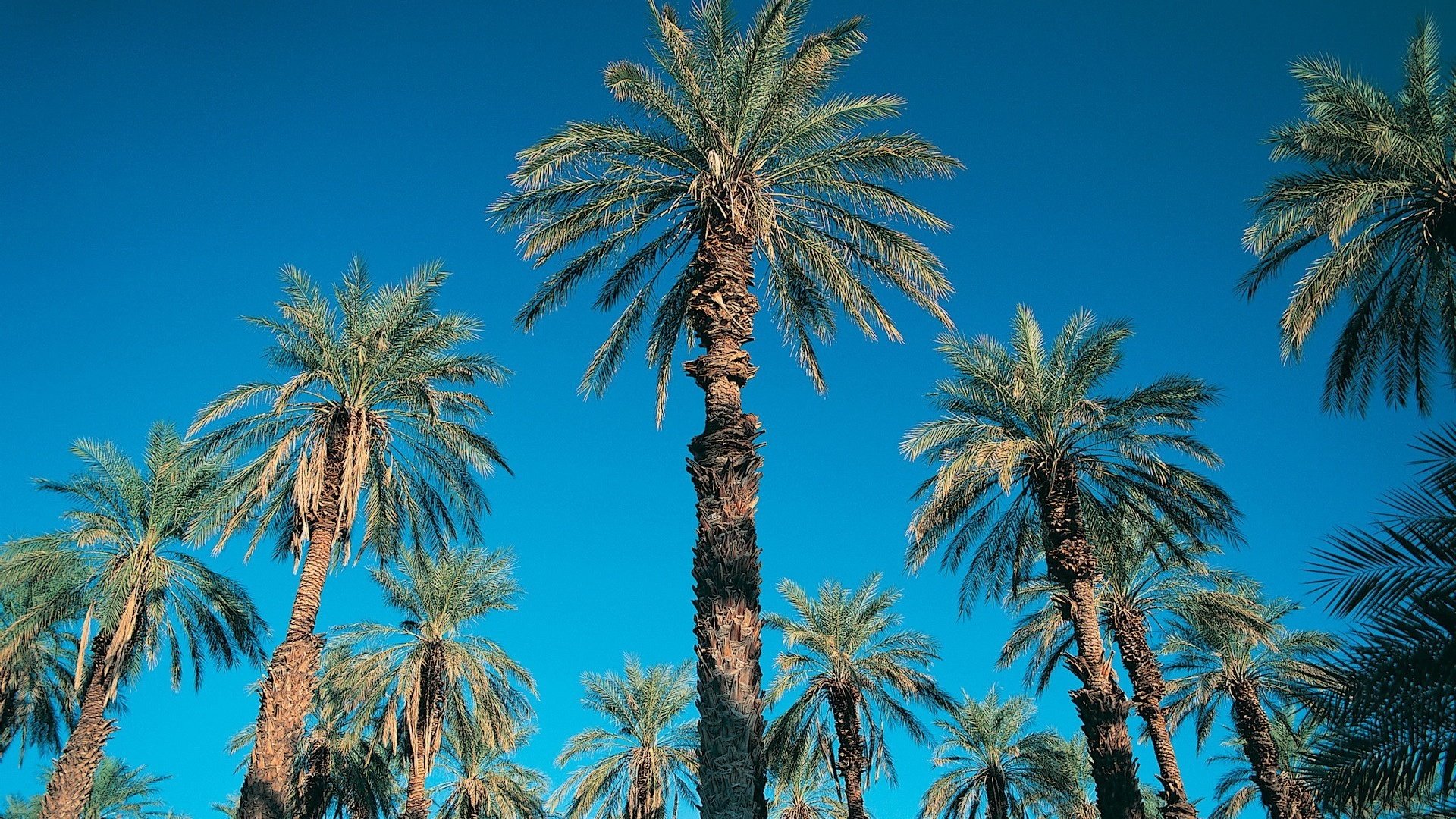 Обои небо, синий, пальмы, the sky, blue, palm trees разрешение 1920x1440 Загрузить