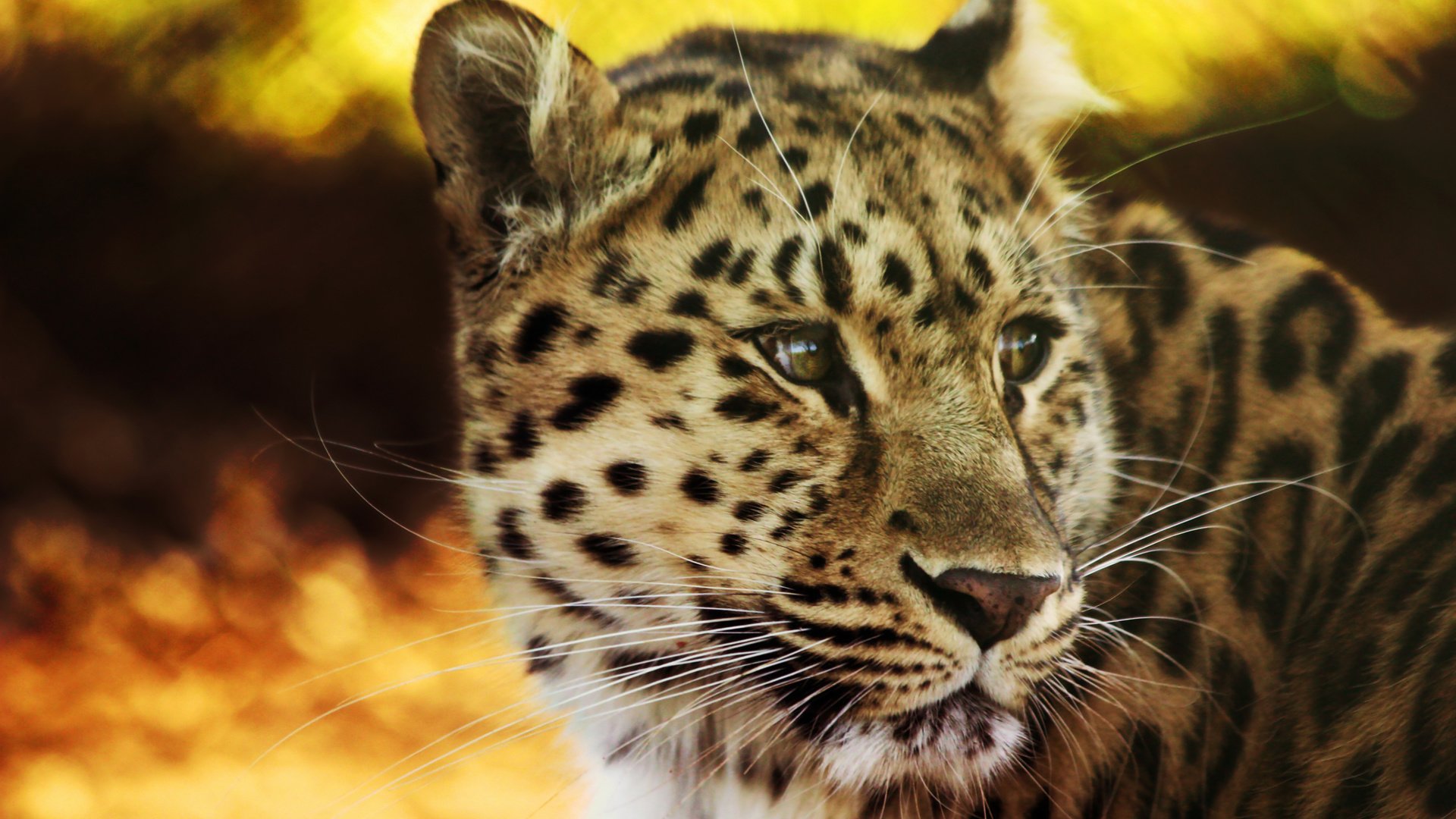 Обои леопард, пятна, leopard, spot разрешение 2560x1600 Загрузить