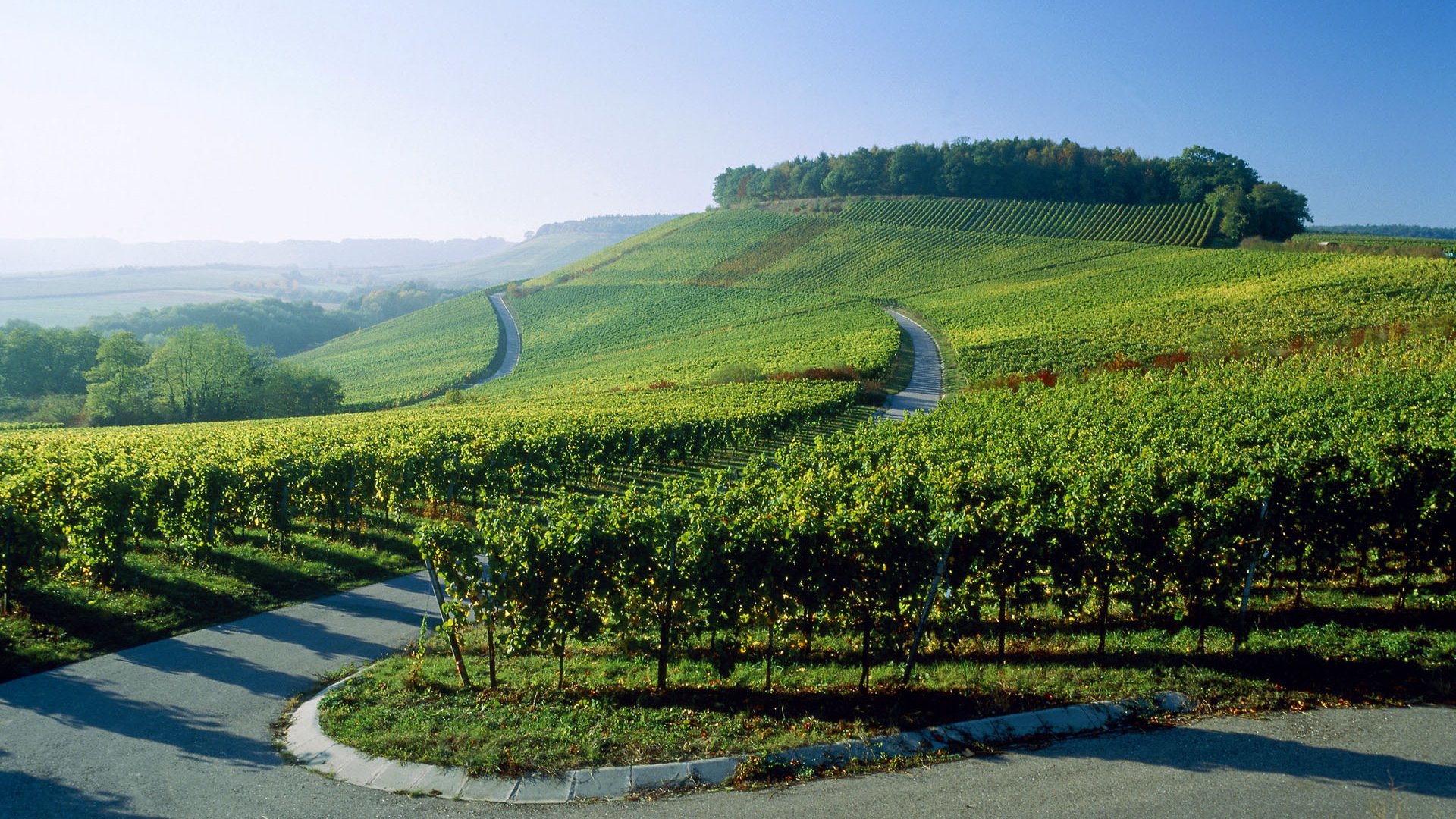 Обои дорога, германия, виноградники, road, germany, the vineyards разрешение 1920x1200 Загрузить
