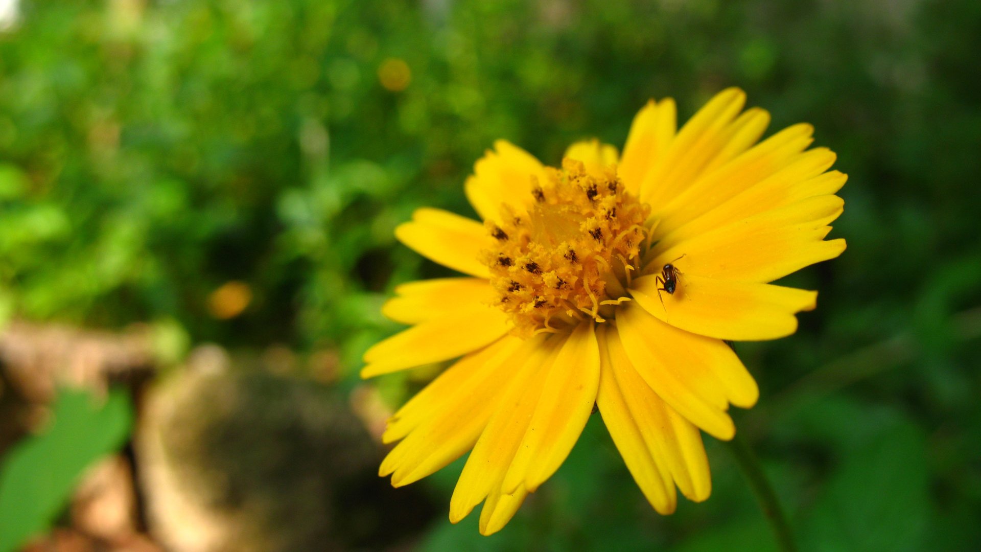 Обои желтый, макро, насекомое, цветок, лето, лепестки, yellow, macro, insect, flower, summer, petals разрешение 1920x1200 Загрузить