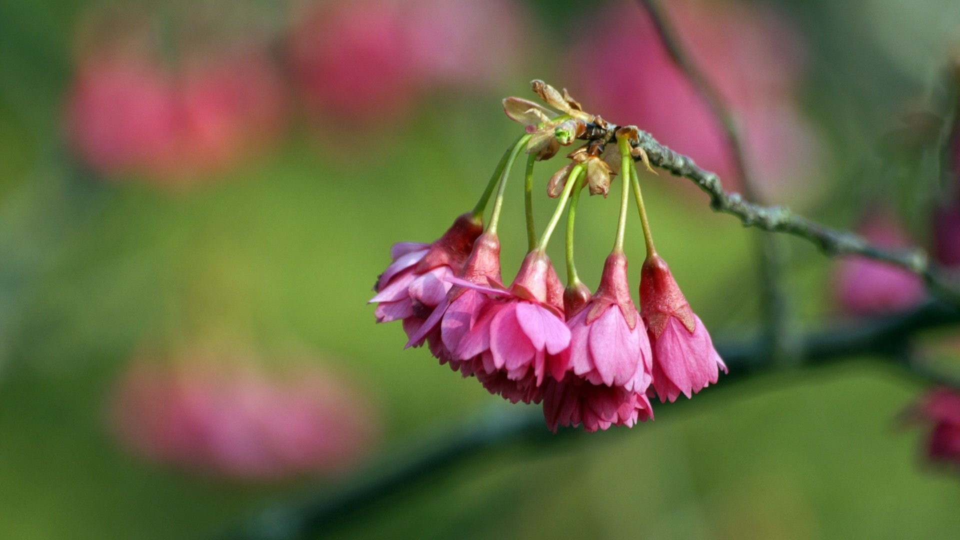 Обои цветок, flower разрешение 1920x1200 Загрузить