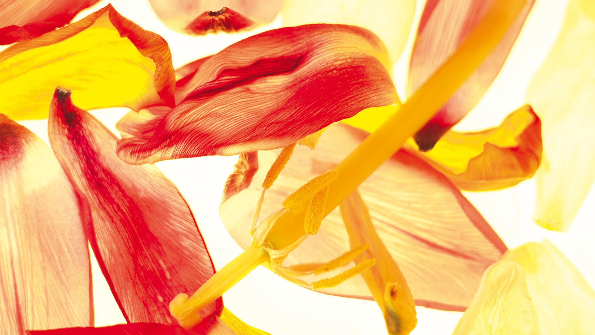 Обои цветы, лепестки, пестик, тычинки, тюльпаны, тюльпан, flowers, petals, pistil, stamens, tulips, tulip разрешение 1920x1200 Загрузить