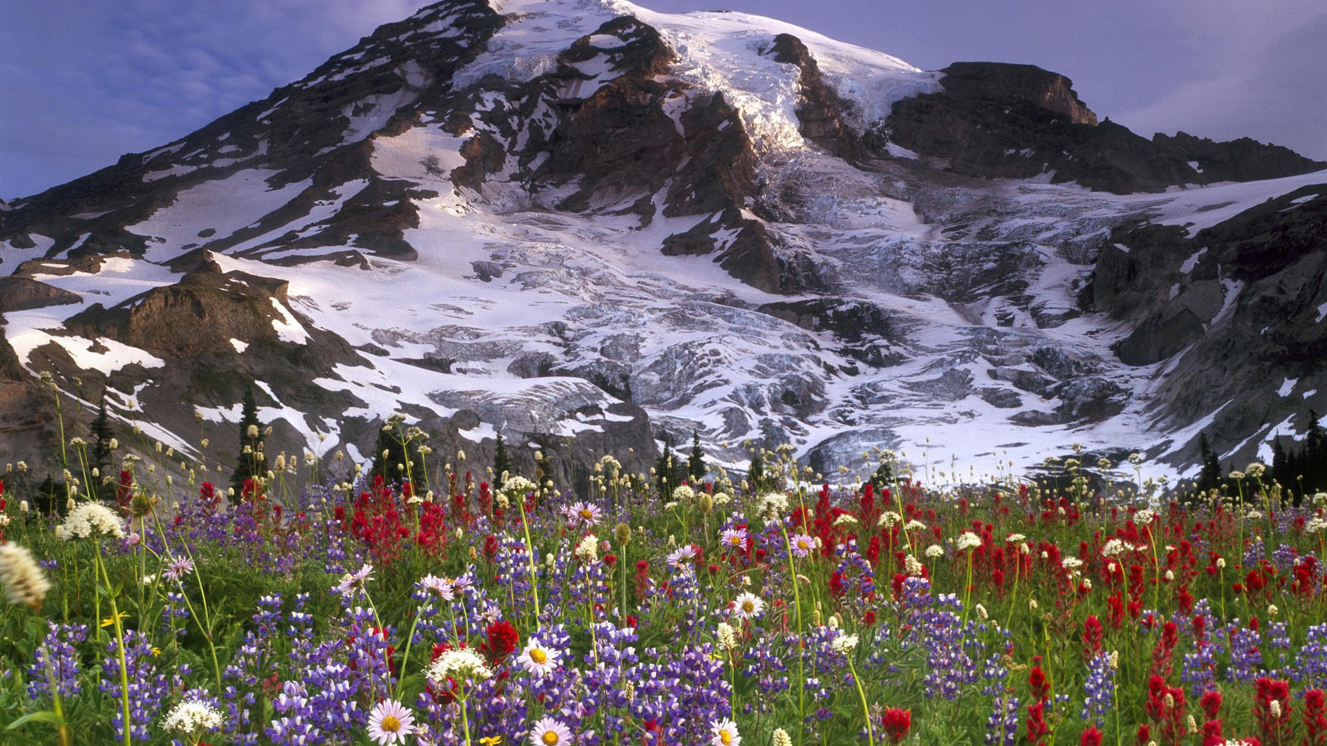 Обои цветы, горы, снег, луг, вершина, flowers, mountains, snow, meadow, top разрешение 1920x1200 Загрузить