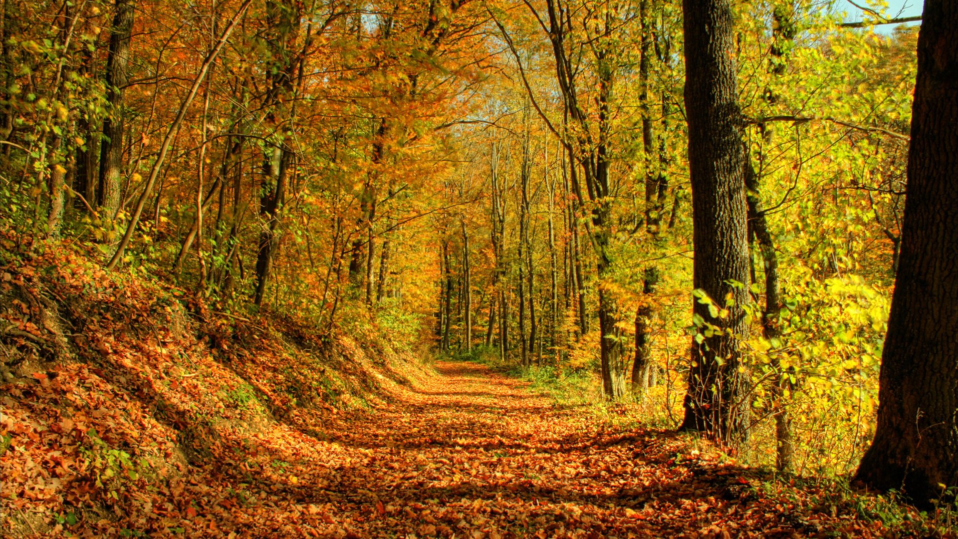 Обои деревья, солнце, лес, листья, листва, осень, тропа, trees, the sun, forest, leaves, foliage, autumn, trail разрешение 1920x1200 Загрузить