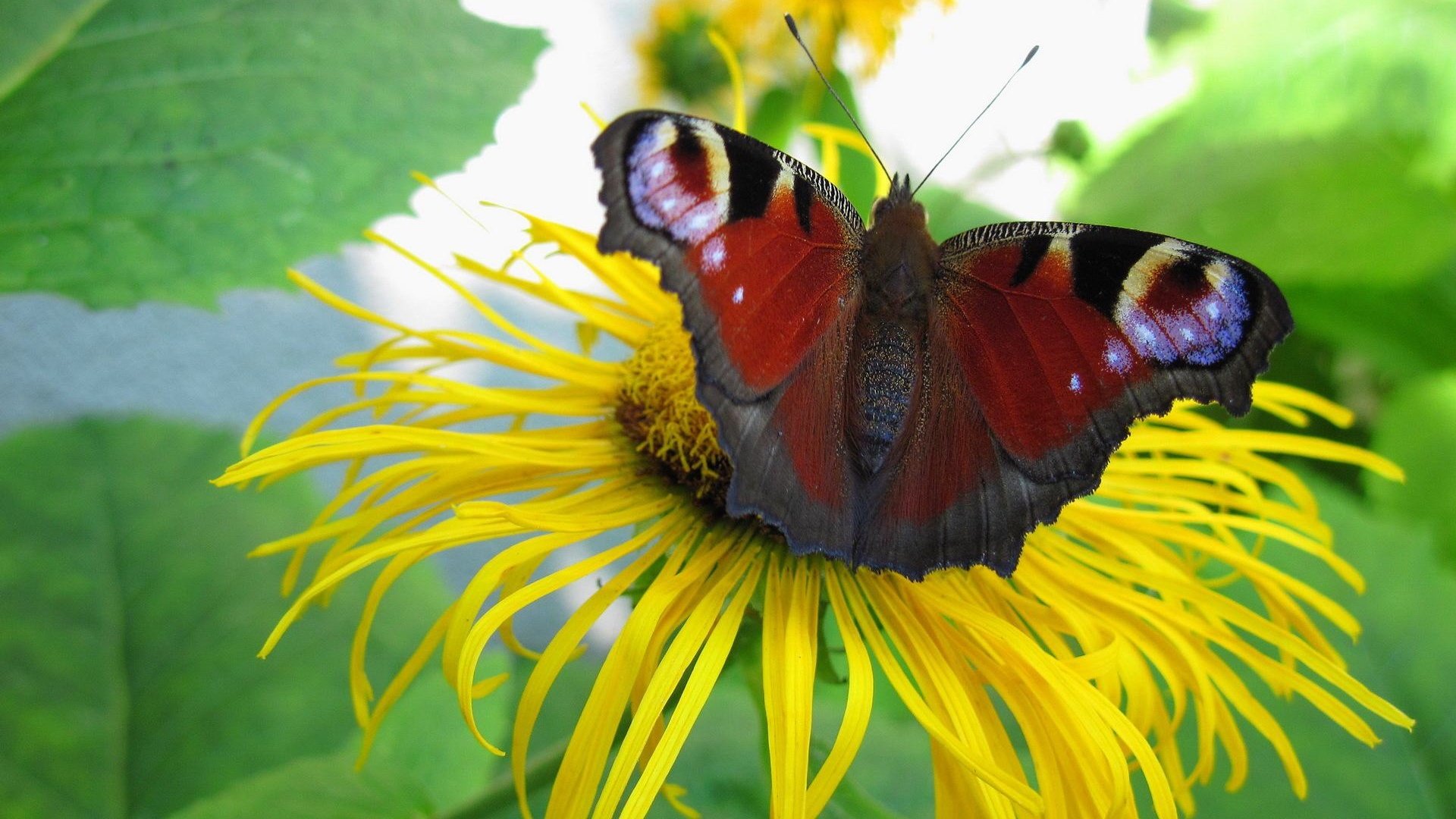 Обои цветок, бабочка, растение, павлиний глаз, девясил, flower, butterfly, plant, peacock, nard разрешение 1920x1200 Загрузить