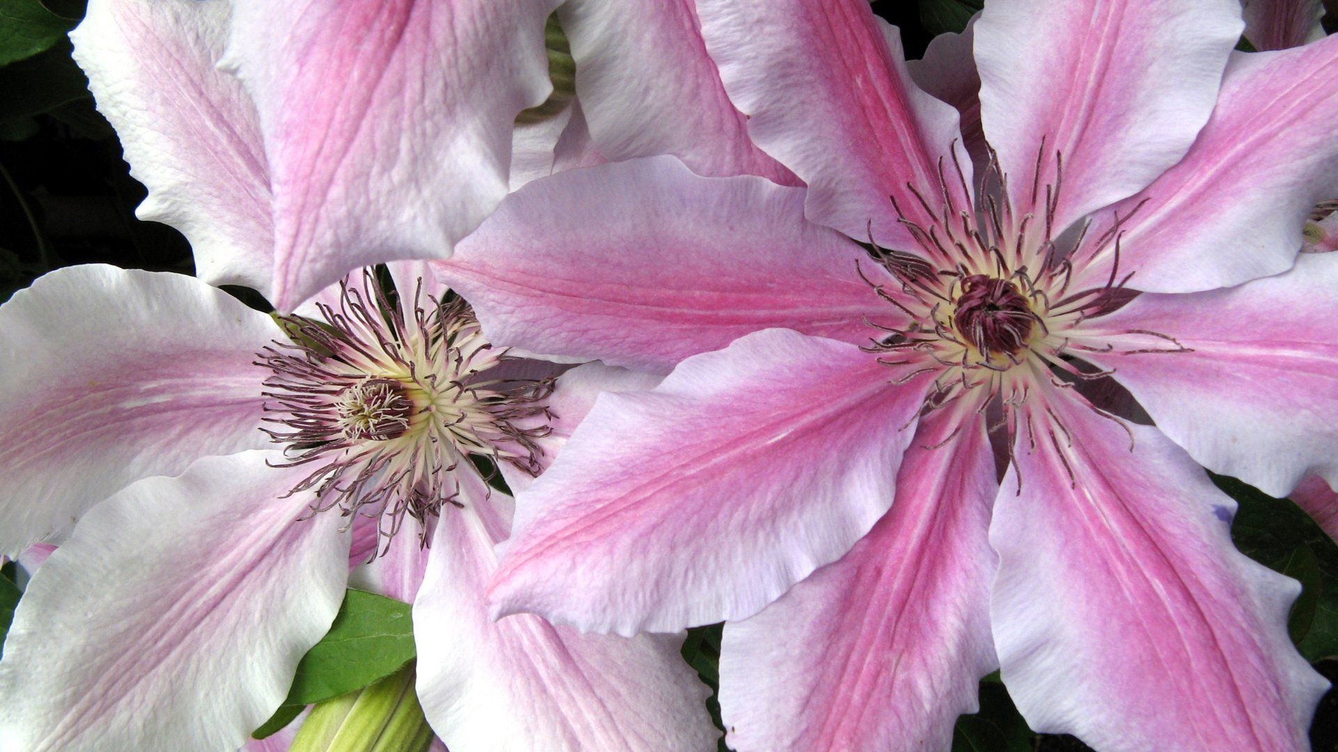 Обои цветы, лепестки, клематис, flowers, petals, clematis разрешение 1920x1200 Загрузить