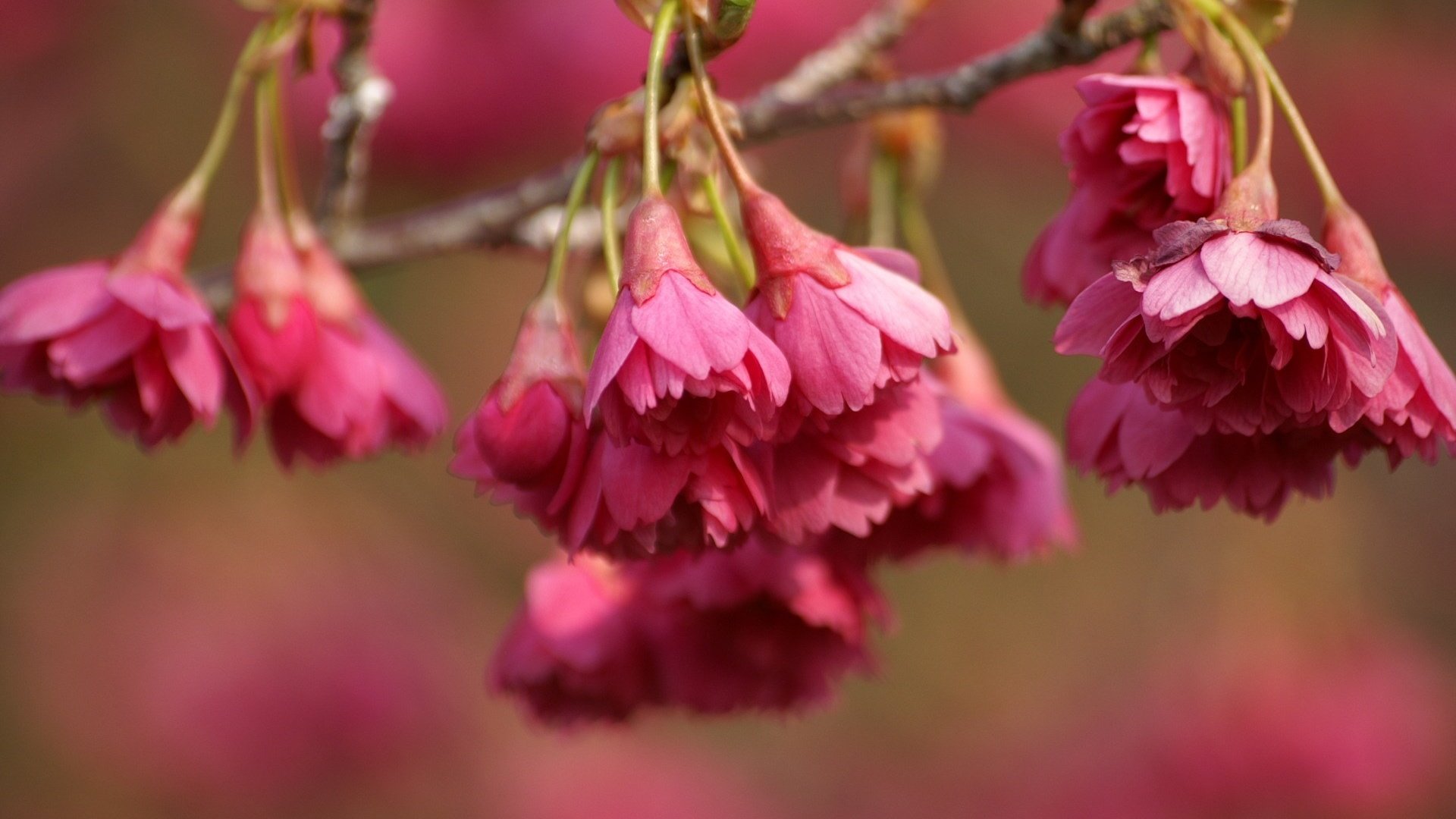 Обои цветы, ветка, природа, цветение, весна, flowers, branch, nature, flowering, spring разрешение 1920x1200 Загрузить