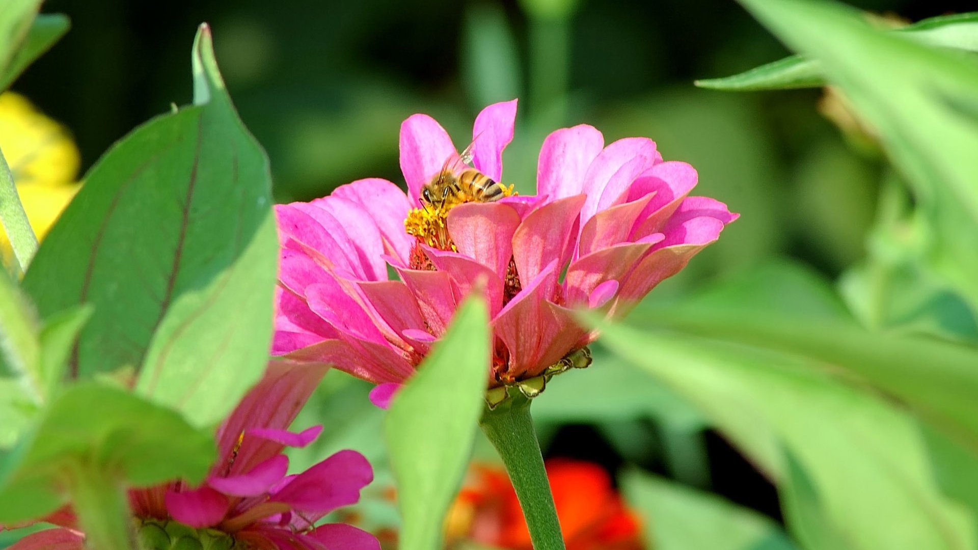 Обои цветы, насекомое, пчела, цинния, flowers, insect, bee, zinnia разрешение 1920x1200 Загрузить