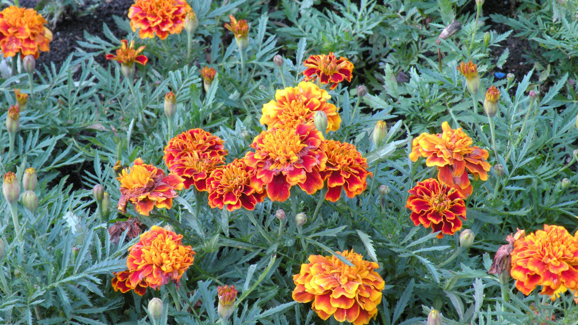 Обои бархатцы, marigolds разрешение 1920x1200 Загрузить