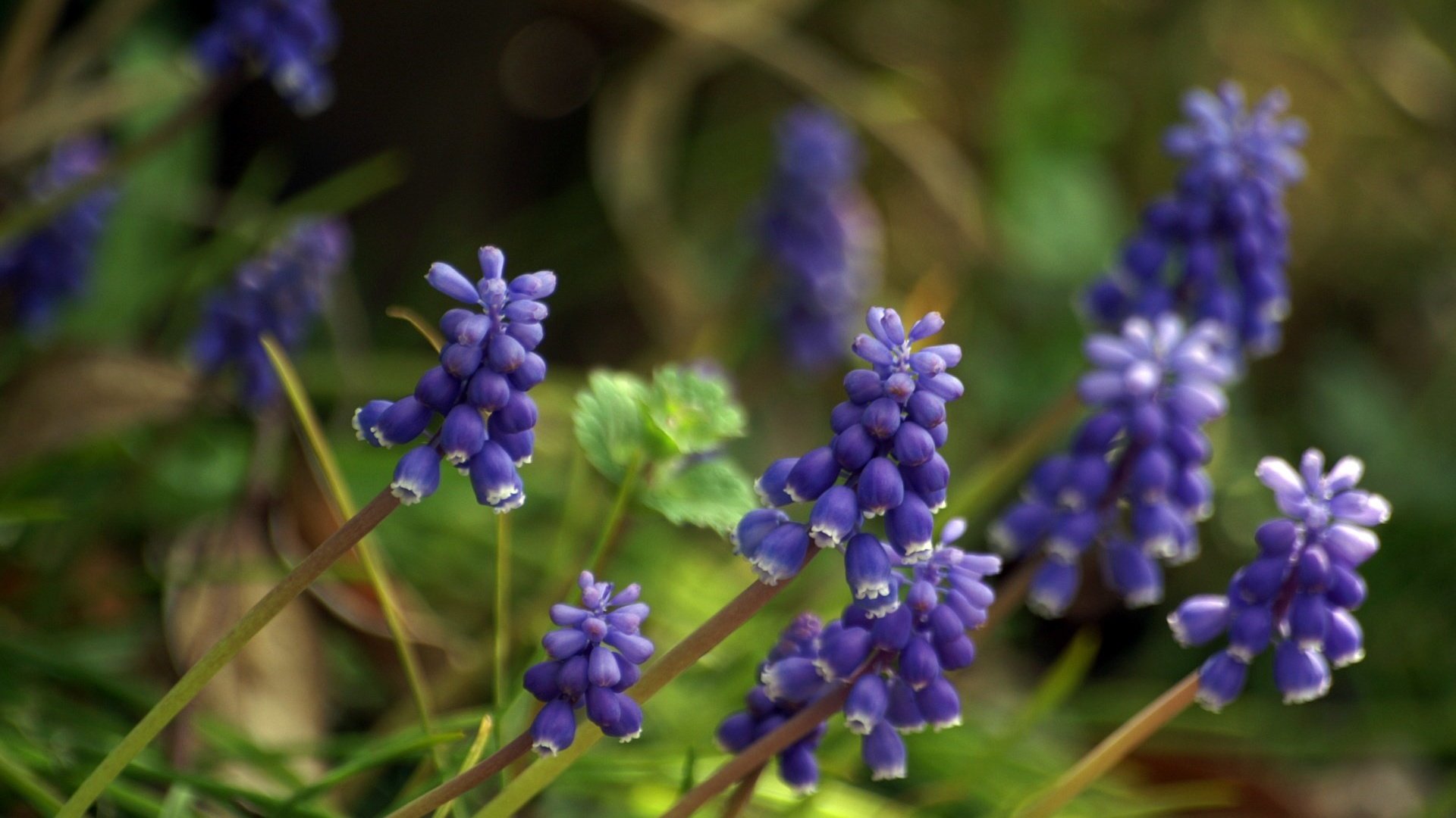 Обои цветы, весна, мускари, flowers, spring, muscari разрешение 1920x1200 Загрузить