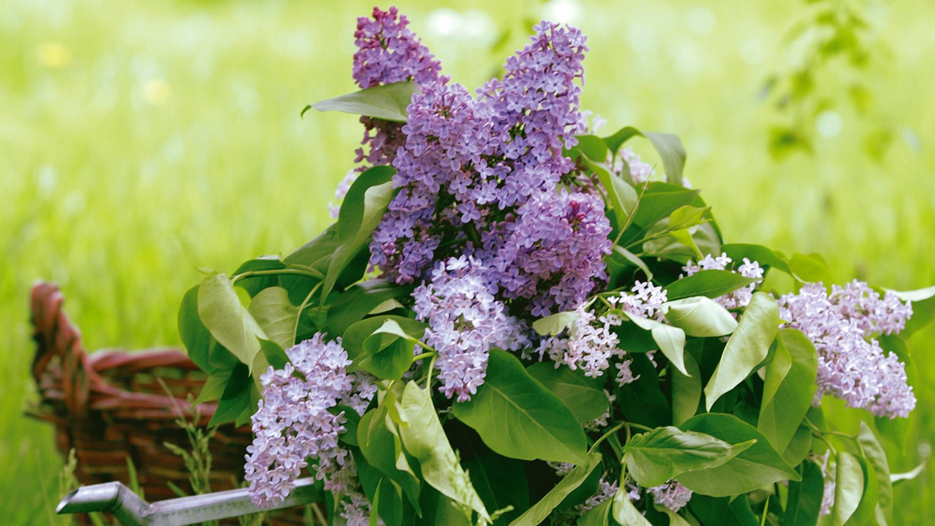 Обои зелень, листья, букет, корзина, сирень, лейка, greens, leaves, bouquet, basket, lilac, lake разрешение 1920x1200 Загрузить