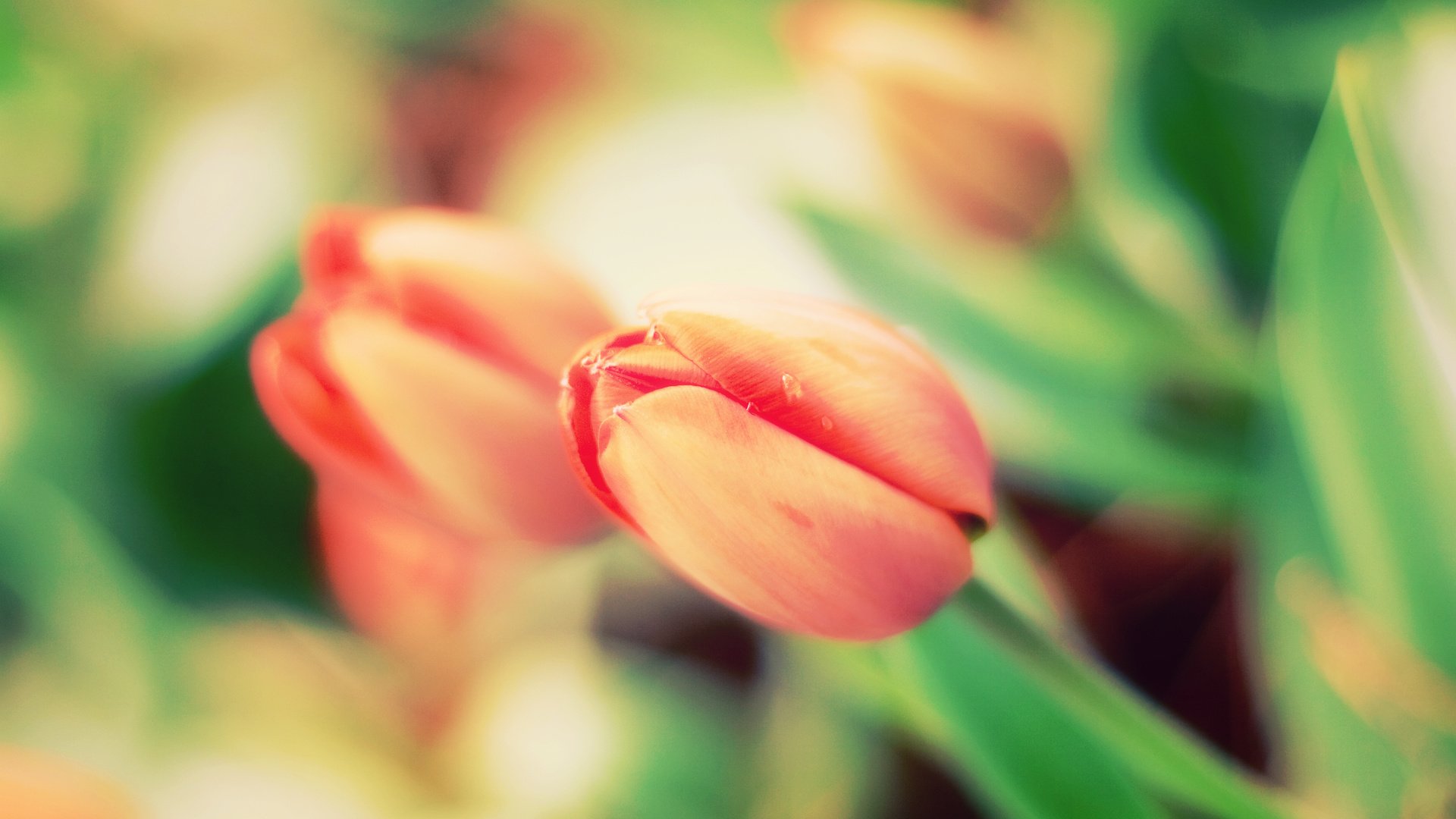 Обои цветы, природа, тюльпаны, flowers, nature, tulips разрешение 2560x1600 Загрузить