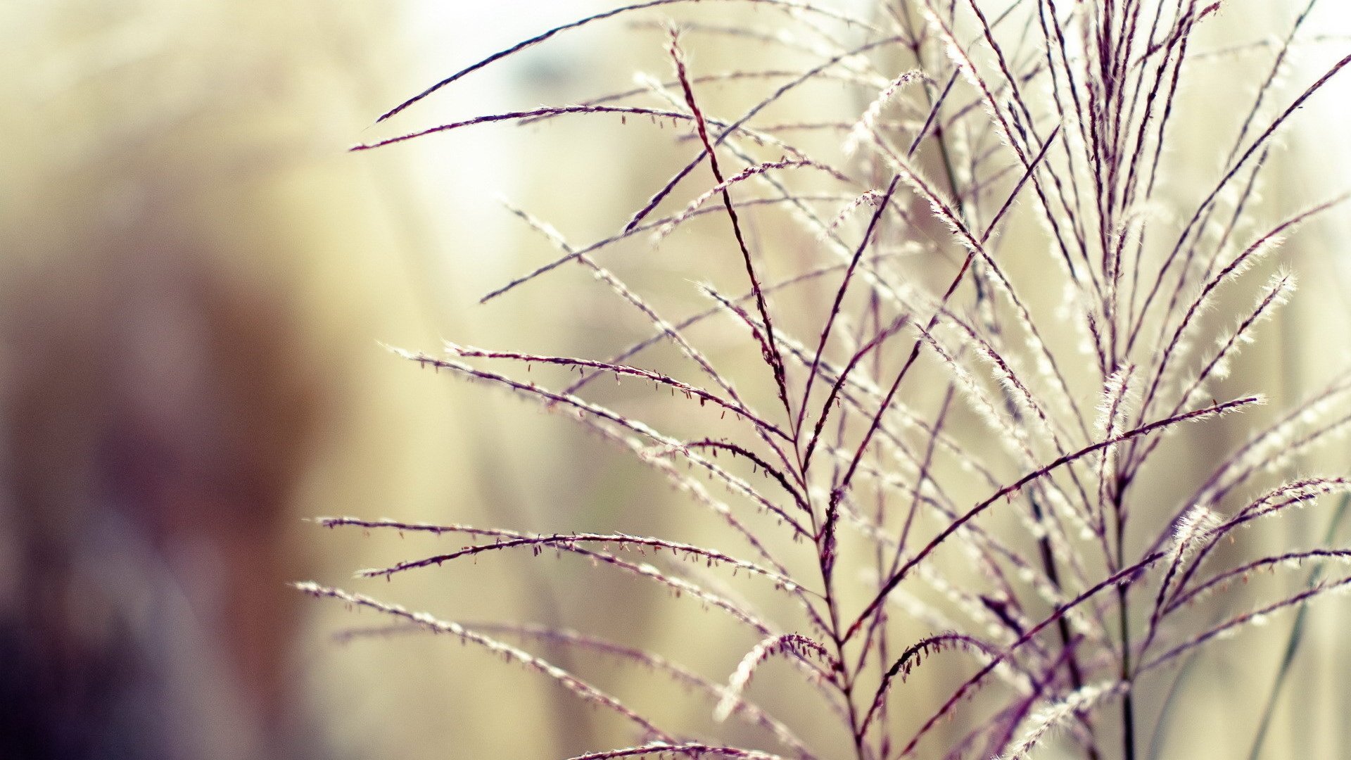 Обои трава, растения, фон, ветки, размытость, колоски, grass, plants, background, branches, blur, spikelets разрешение 1920x1200 Загрузить