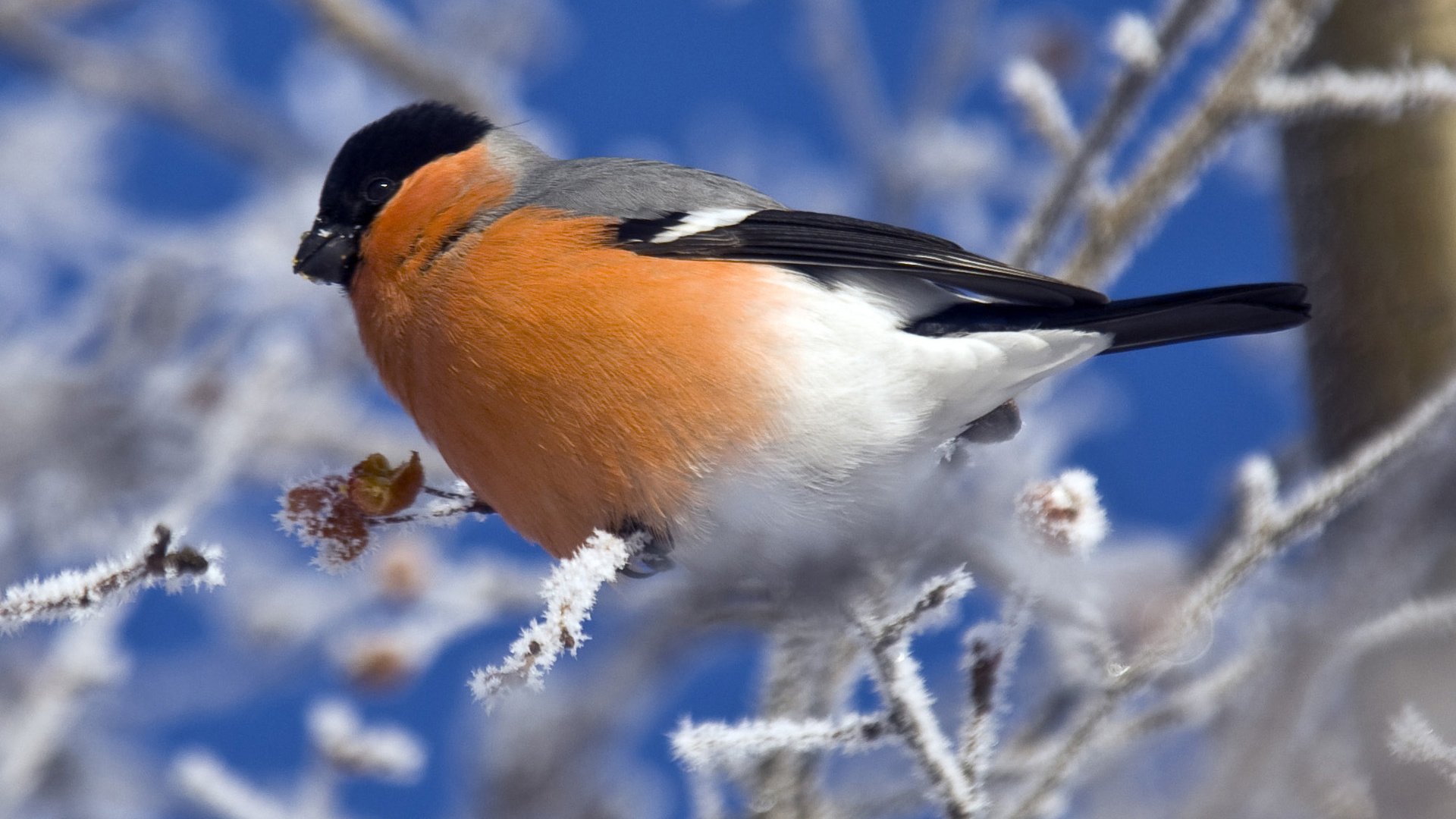 Обои снегирь, bullfinch разрешение 1920x1200 Загрузить