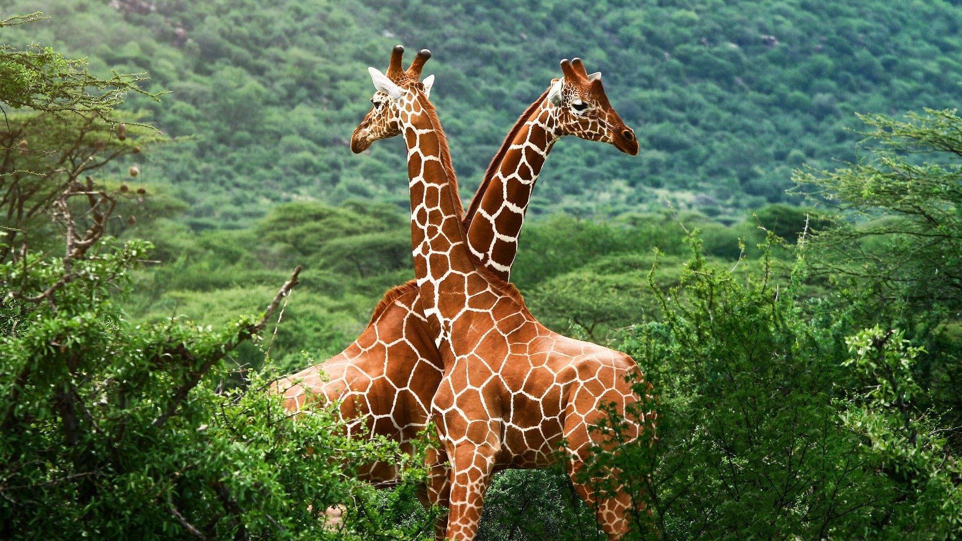 Обои зелень, жирафы, greens, giraffes разрешение 1920x1200 Загрузить