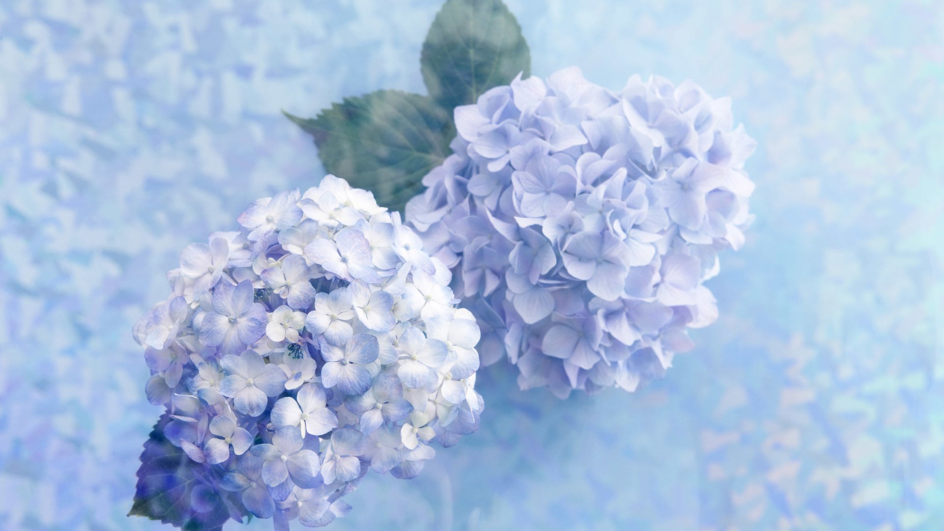 Обои цветы, гортензия, flowers, hydrangea разрешение 2560x1600 Загрузить