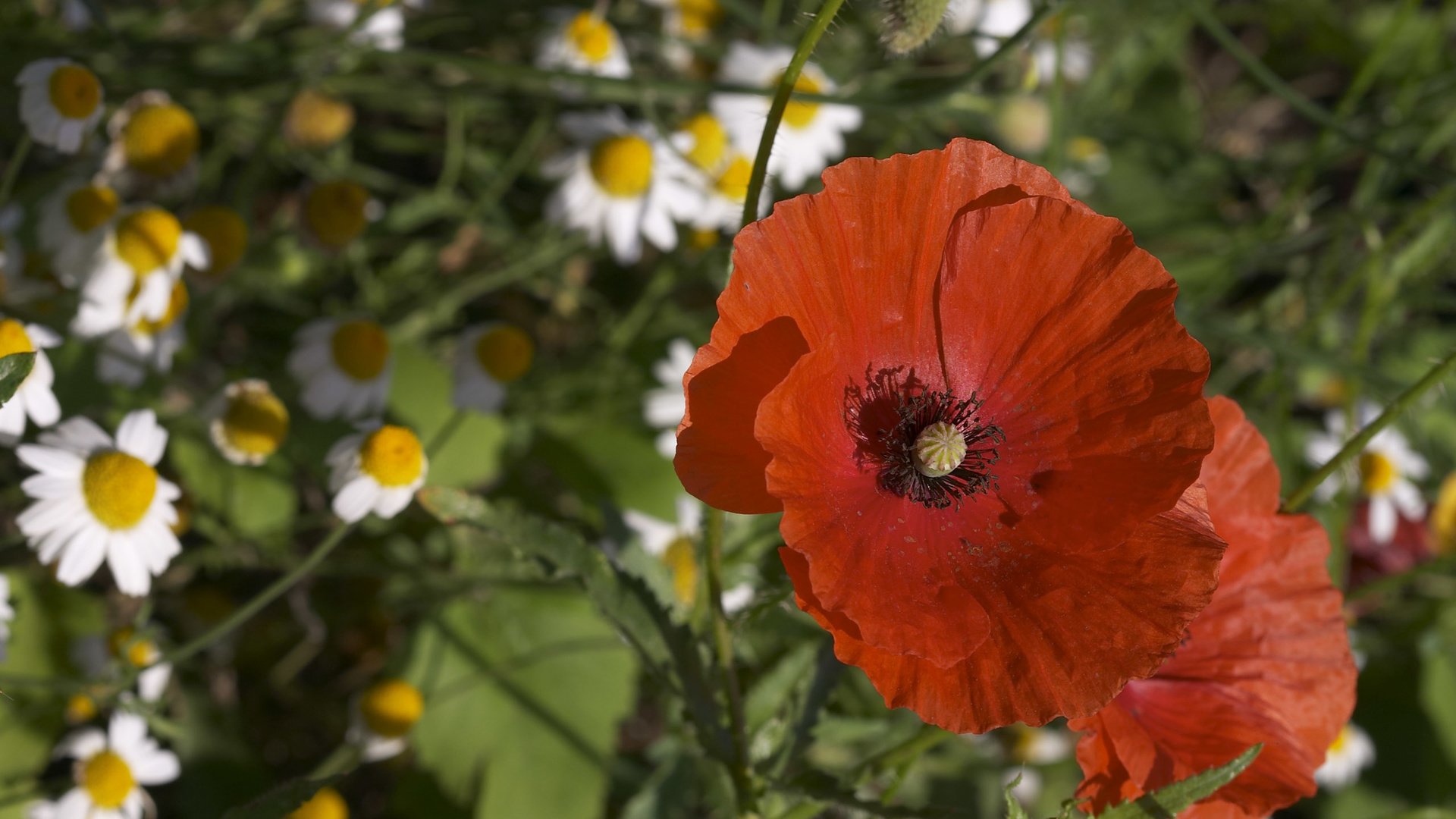 Обои макро, ромашка, мак, macro, daisy, mac разрешение 2560x1600 Загрузить