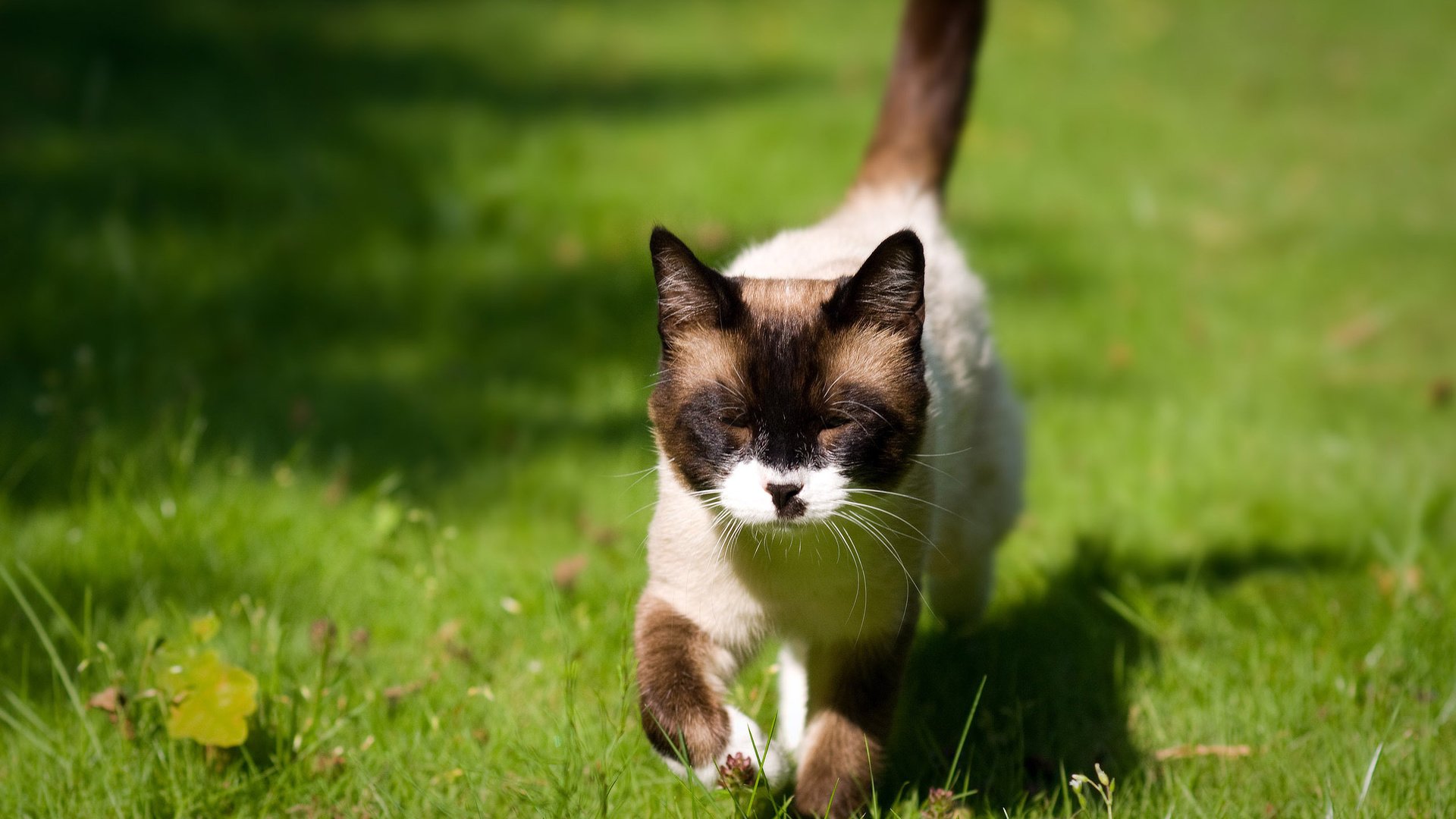 Обои глаза, трава, кошка, взгляд, eyes, grass, cat, look разрешение 2560x1600 Загрузить