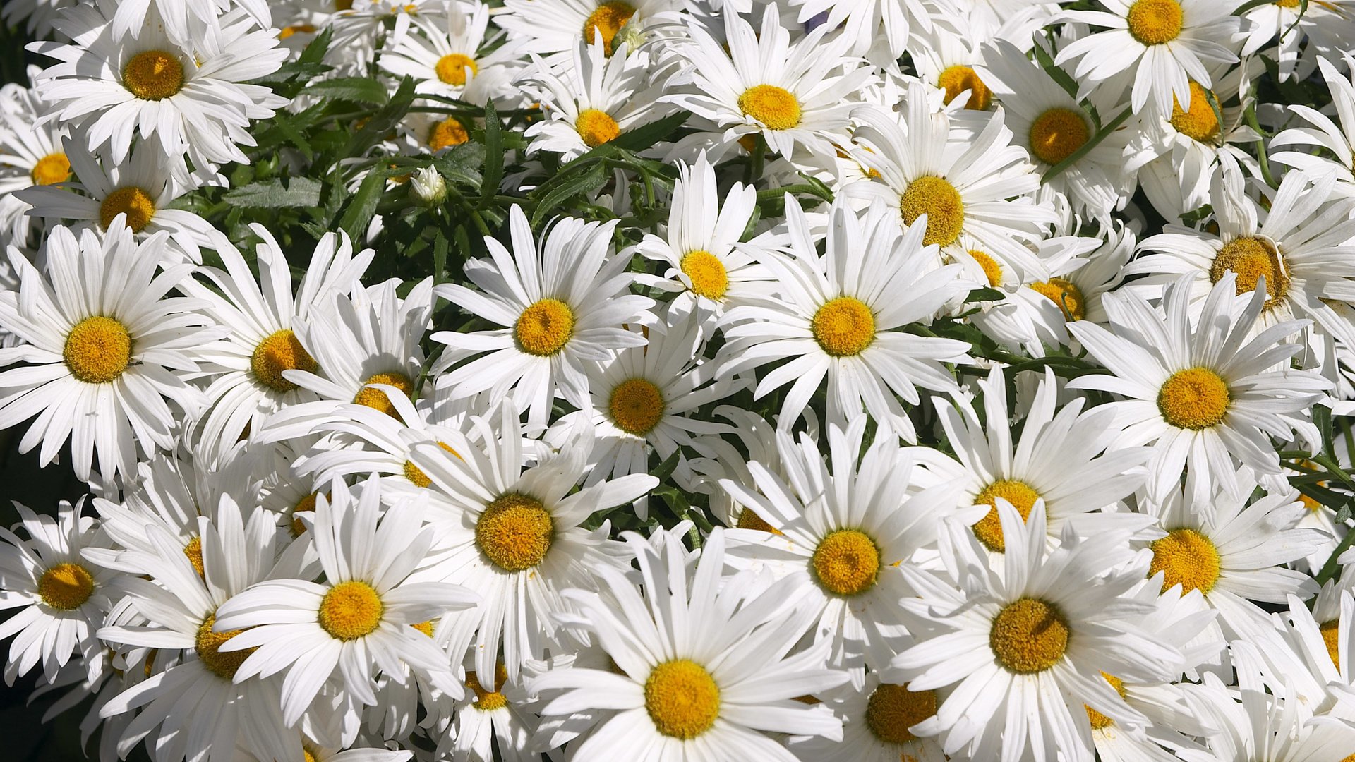 Обои цветы, ромашки, flowers, chamomile разрешение 2560x1600 Загрузить