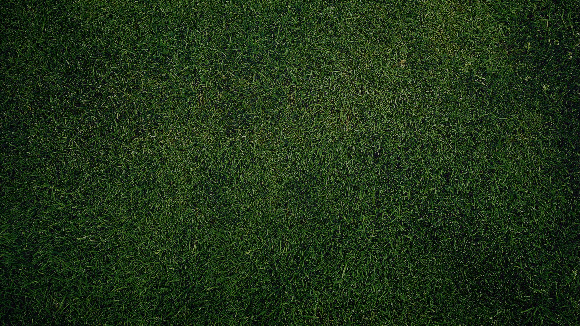 Скачать обои трава, зелень, обои, текстура, газон разрешение 1920x1080  #26238