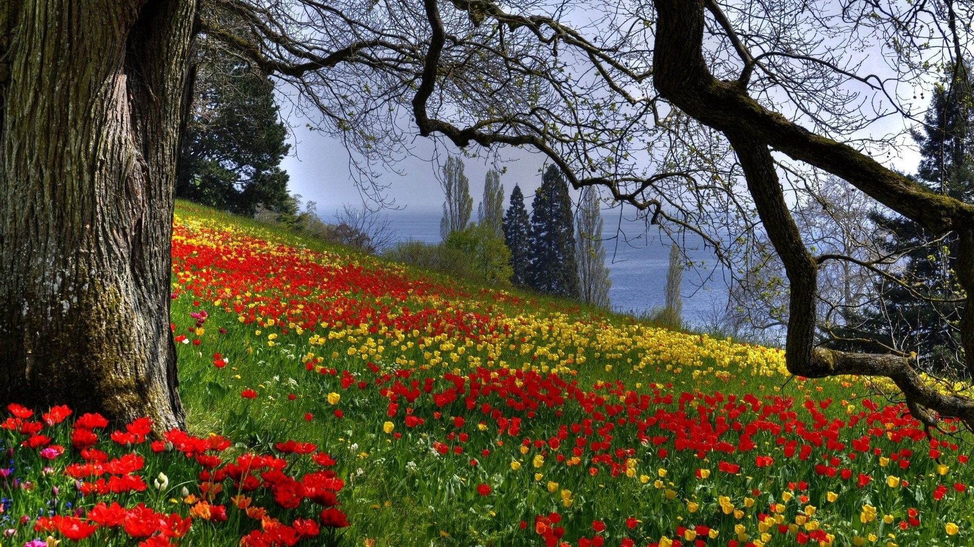 Обои цветы, дерево, лес, лето, красные, желтые, flowers, tree, forest, summer, red, yellow разрешение 2560x1600 Загрузить