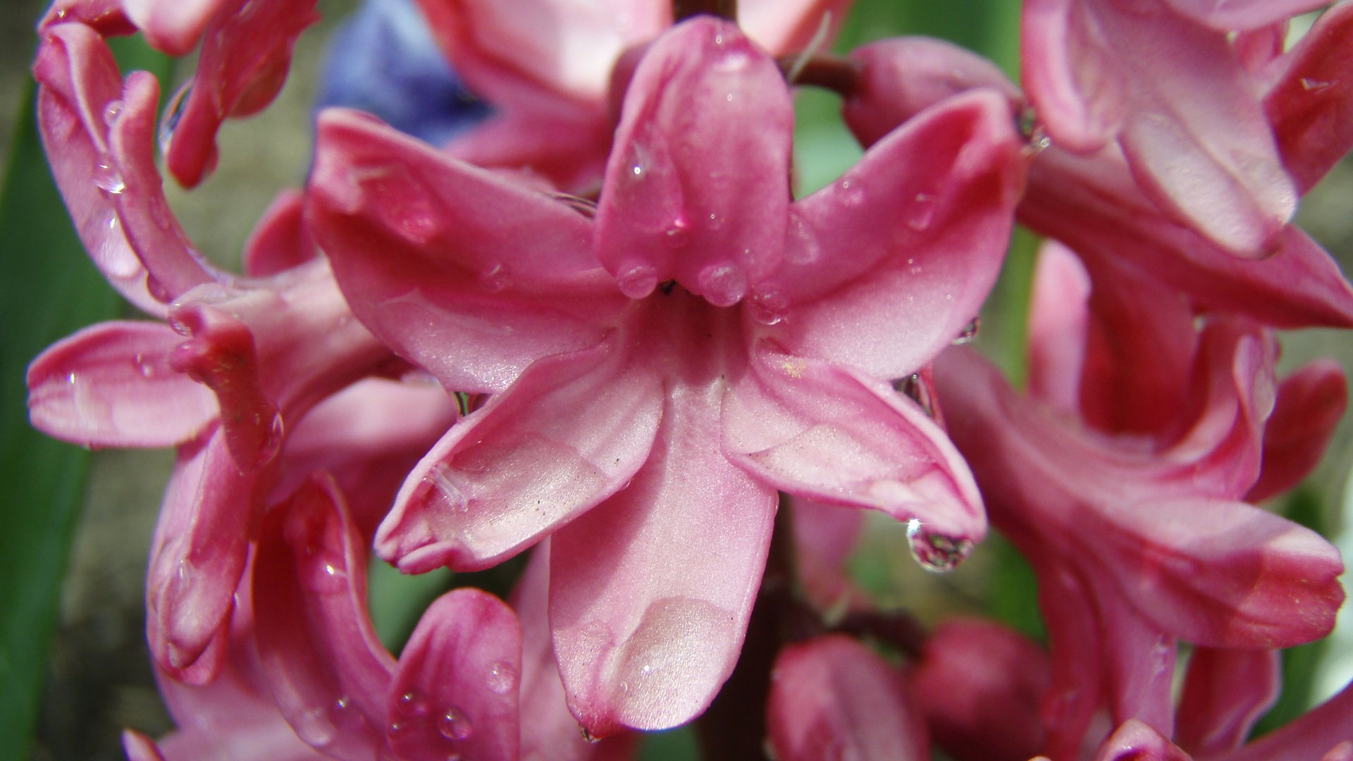 Обои цветы, гиацинт, гиацинты, flowers, hyacinth, hyacinths разрешение 2560x1920 Загрузить