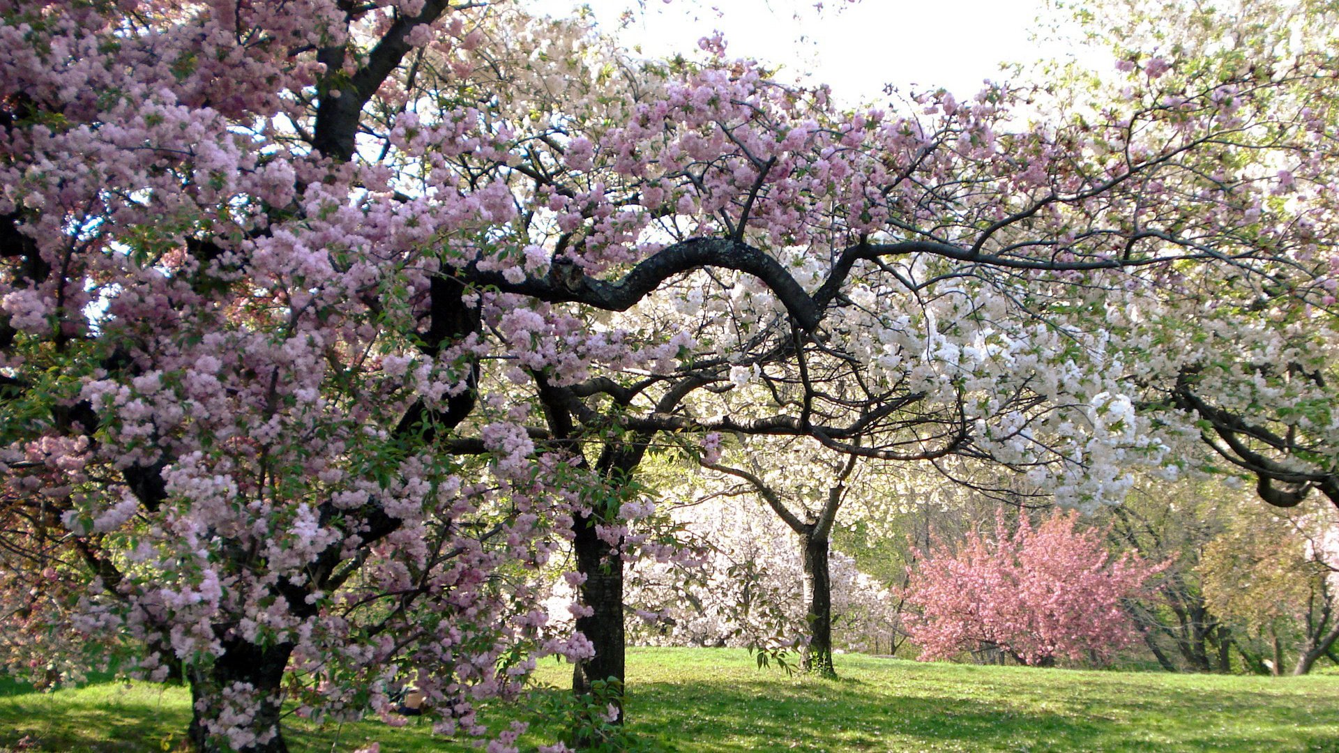 Обои дерево, сакура, tree, sakura разрешение 1920x1200 Загрузить