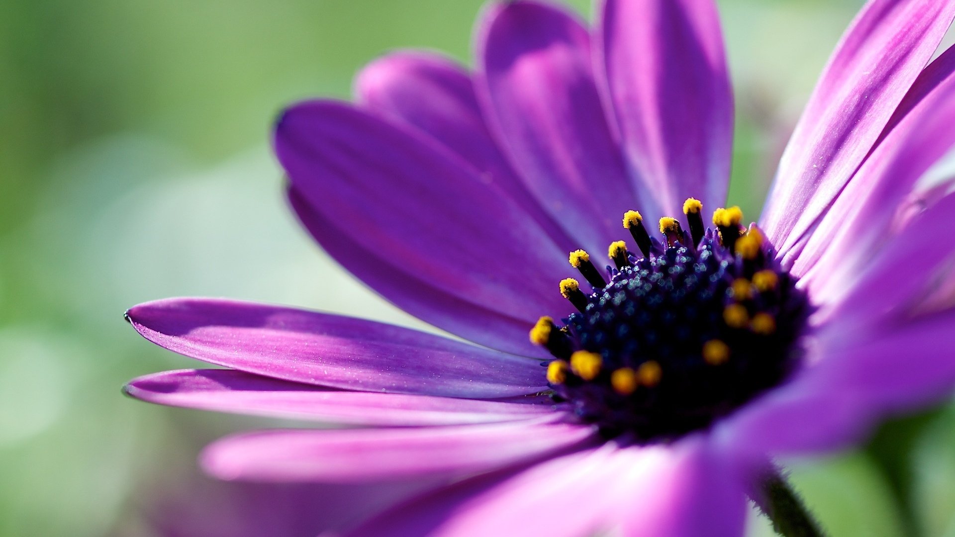 Обои макро, фон, цветок, лепестки, растение, африканская ромашка, macro, background, flower, petals, plant, african daisy разрешение 1920x1200 Загрузить