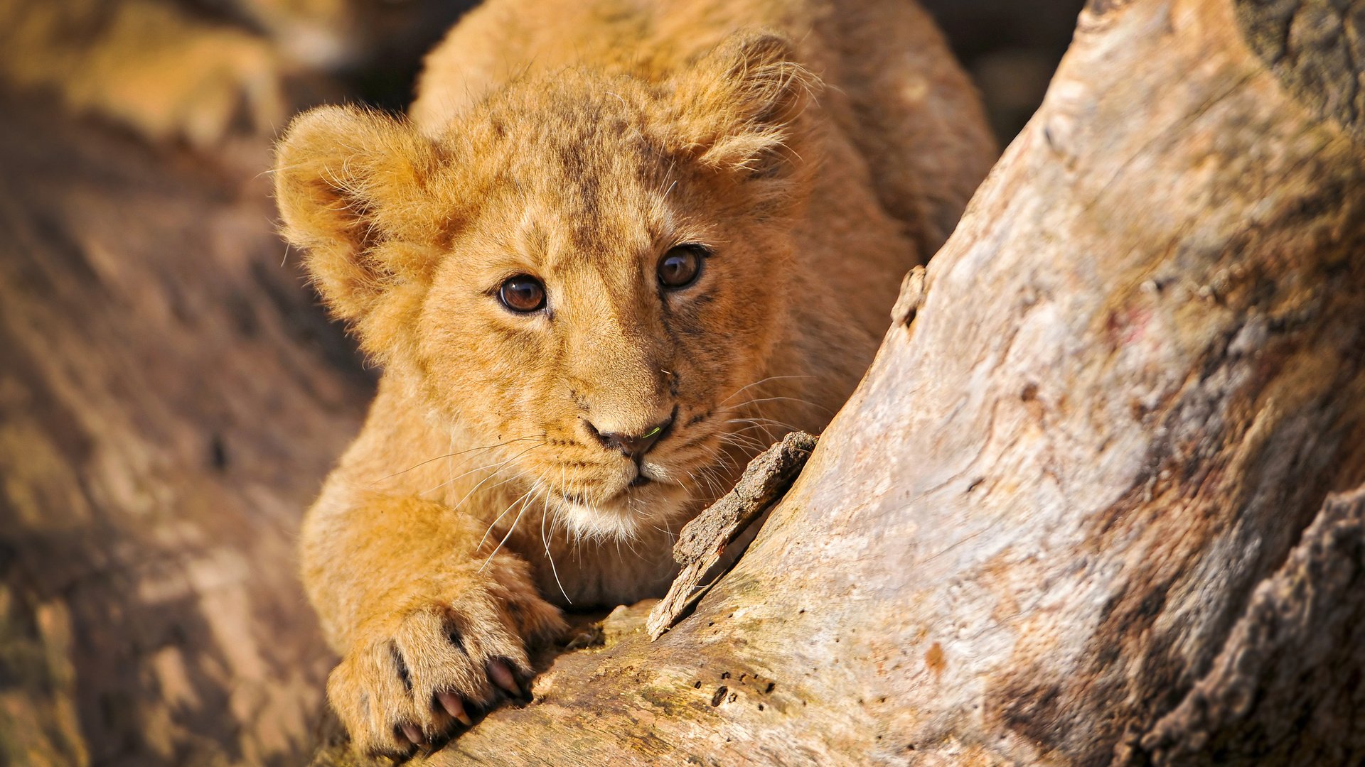 Обои взгляд, лев, львёнок, детеныш, look, leo, lion, cub разрешение 2560x1600 Загрузить