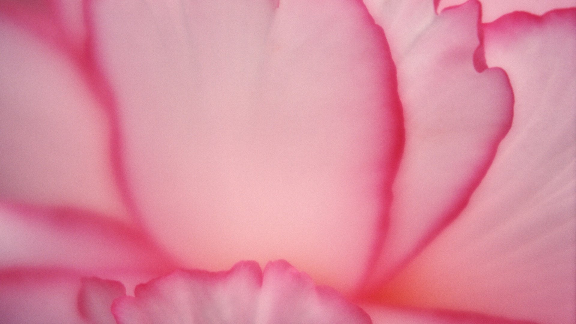 Обои цветок, лепестки, розовые, крупным планом, flower, petals, pink, closeup разрешение 3000x1981 Загрузить