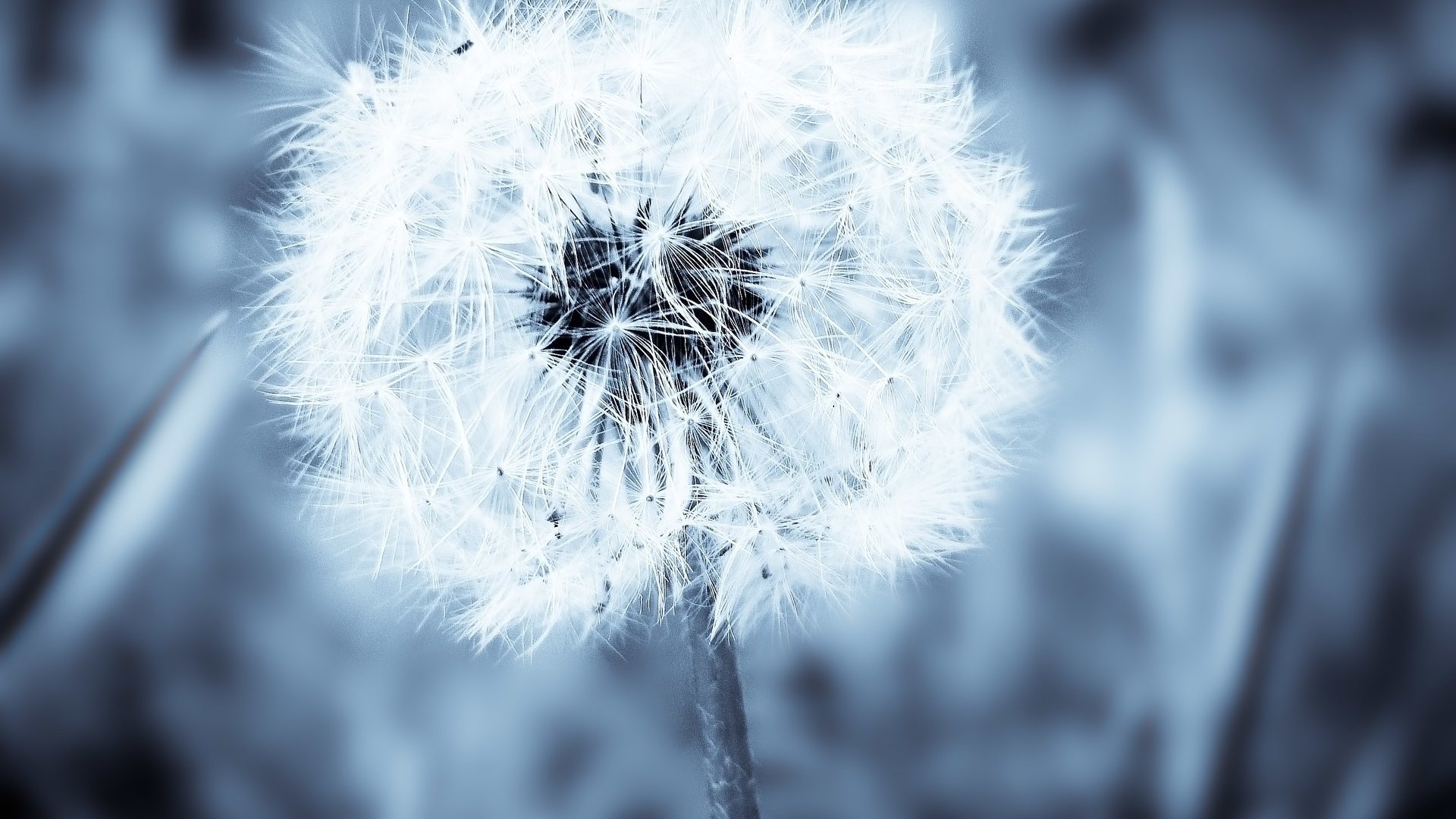 Обои цветок, одуванчик, пух, пушинки, былинки, flower, dandelion, fluff, fuzzes, blade разрешение 2592x1944 Загрузить