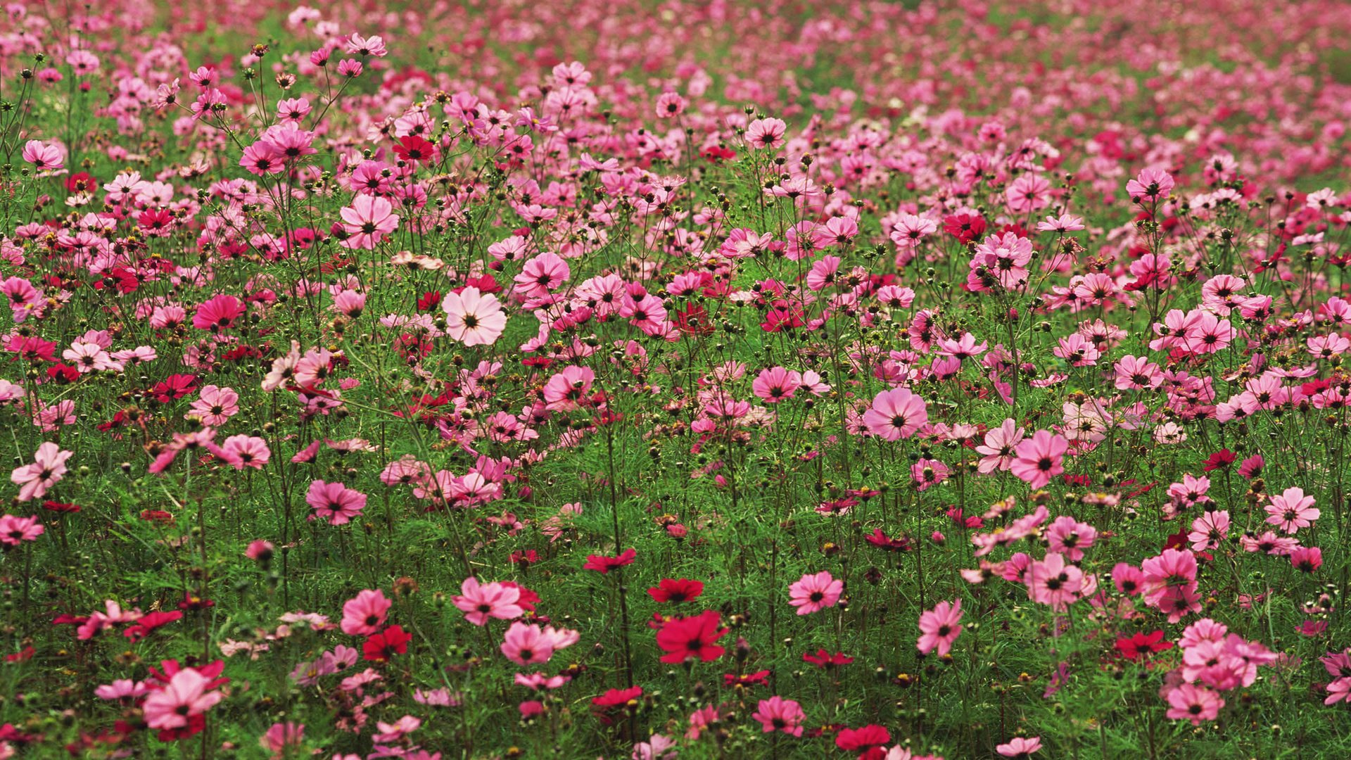 Обои цветы, розовые, много, космея, flowers, pink, a lot, kosmeya разрешение 2560x1920 Загрузить