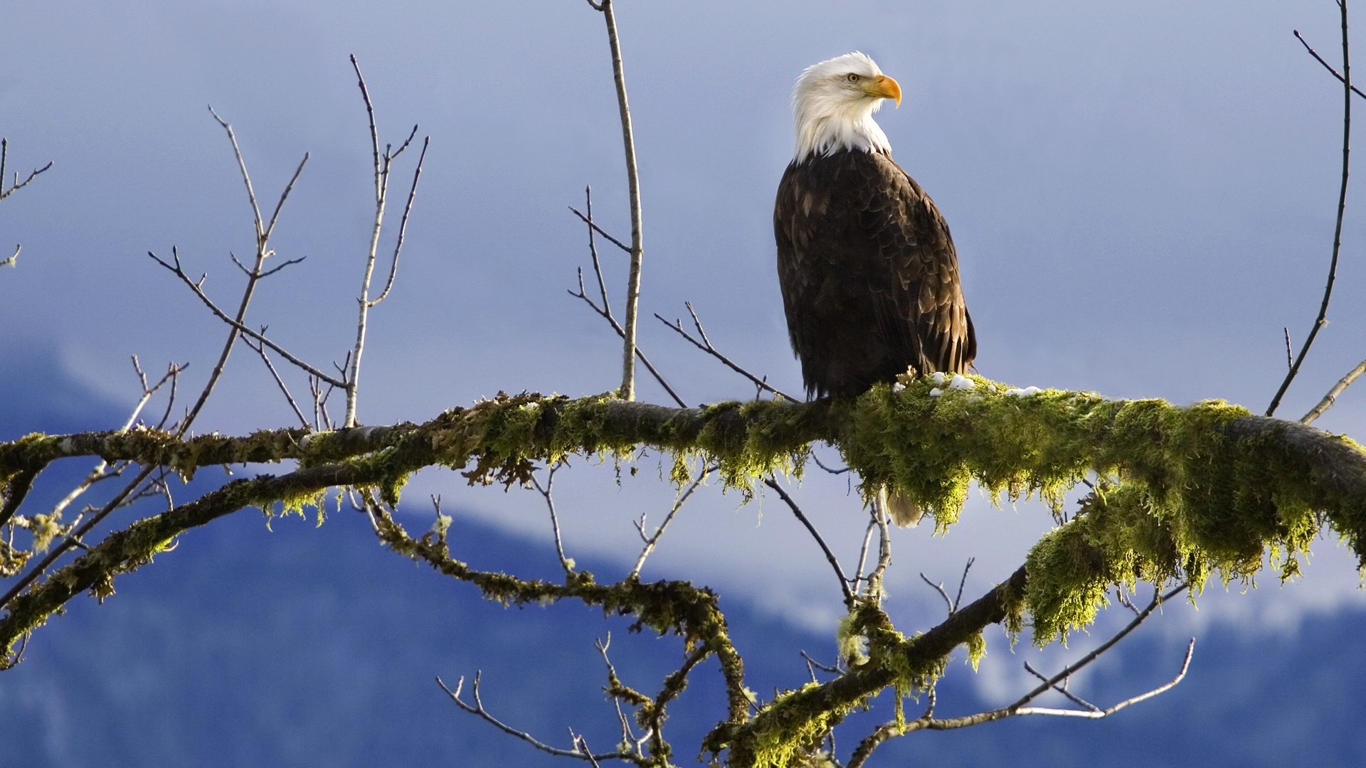 Обои ветка, птица, клюв, мох, перья, белоголовый орлан, branch, bird, beak, moss, feathers, bald eagle разрешение 1920x1200 Загрузить