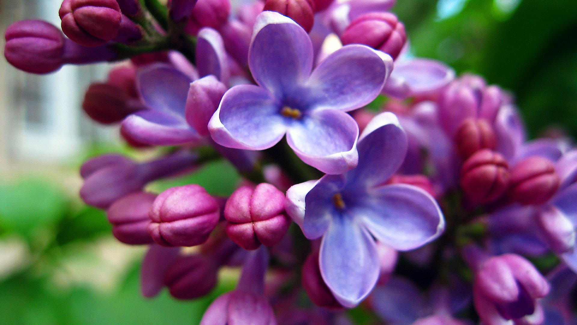 Обои цветок, бутон, весна, сирень, flower, bud, spring, lilac разрешение 1920x1200 Загрузить