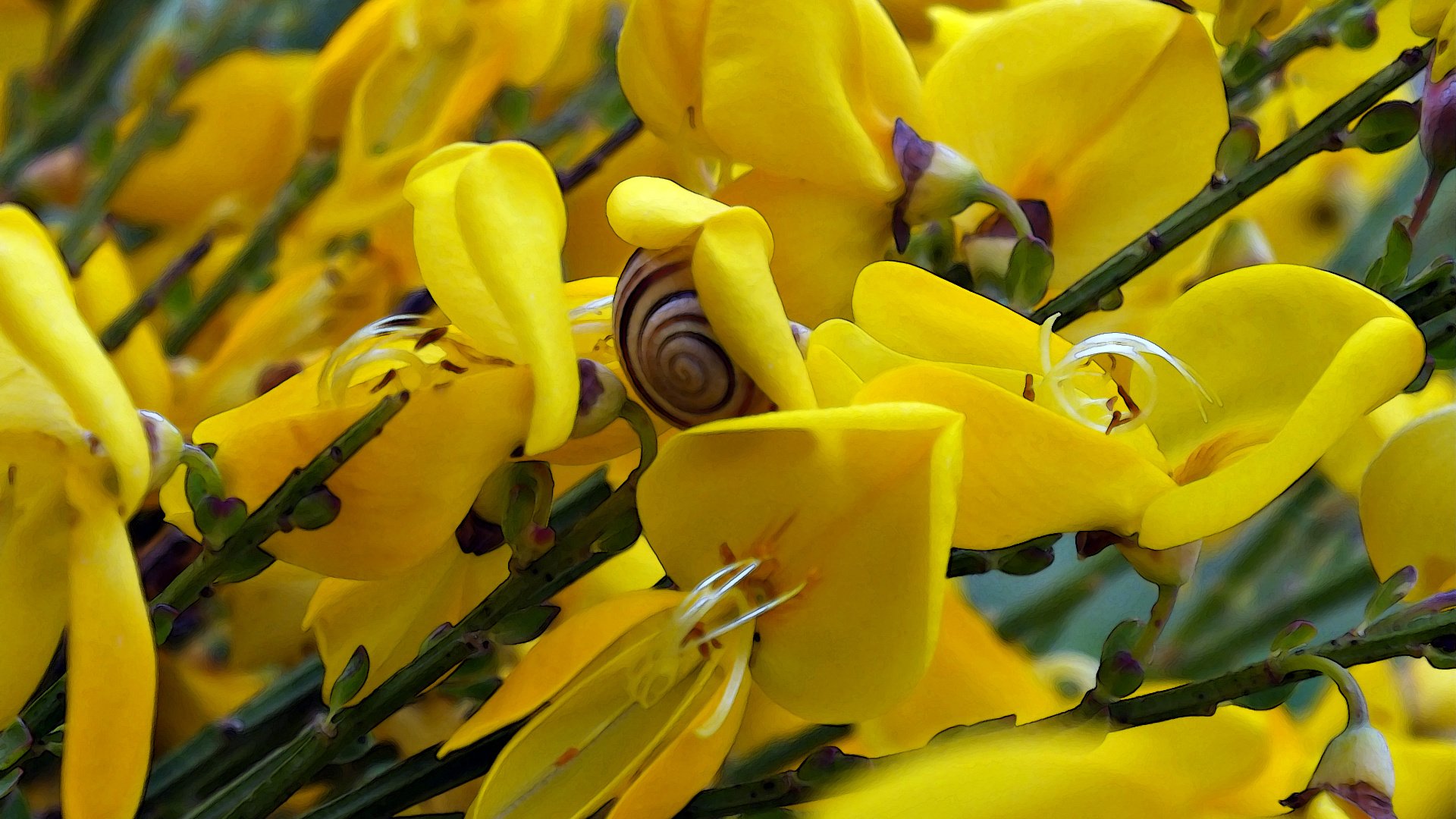 Обои цветы, желтый, цветок, насекомые, бутон, улитка, ракитник, flowers, yellow, flower, insects, bud, snail, broom разрешение 1920x1200 Загрузить