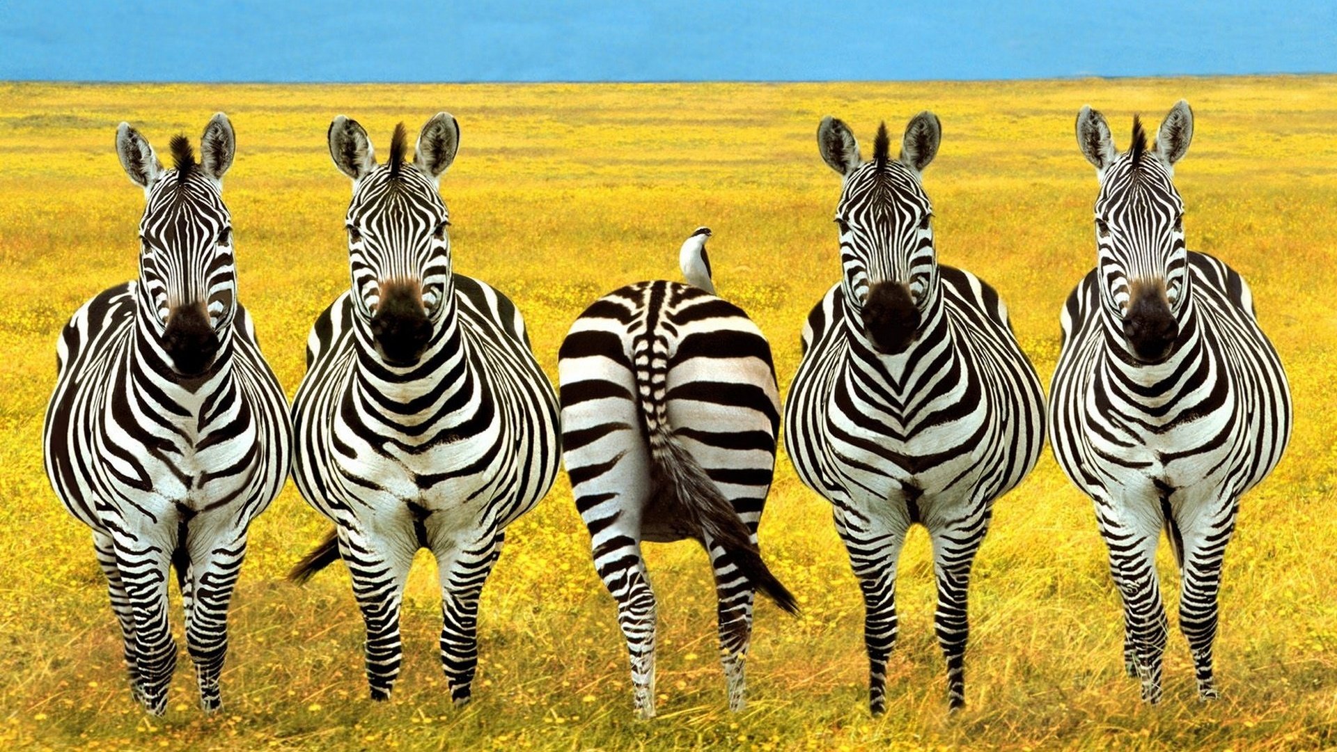 Обои зебры, zebra разрешение 1920x1200 Загрузить