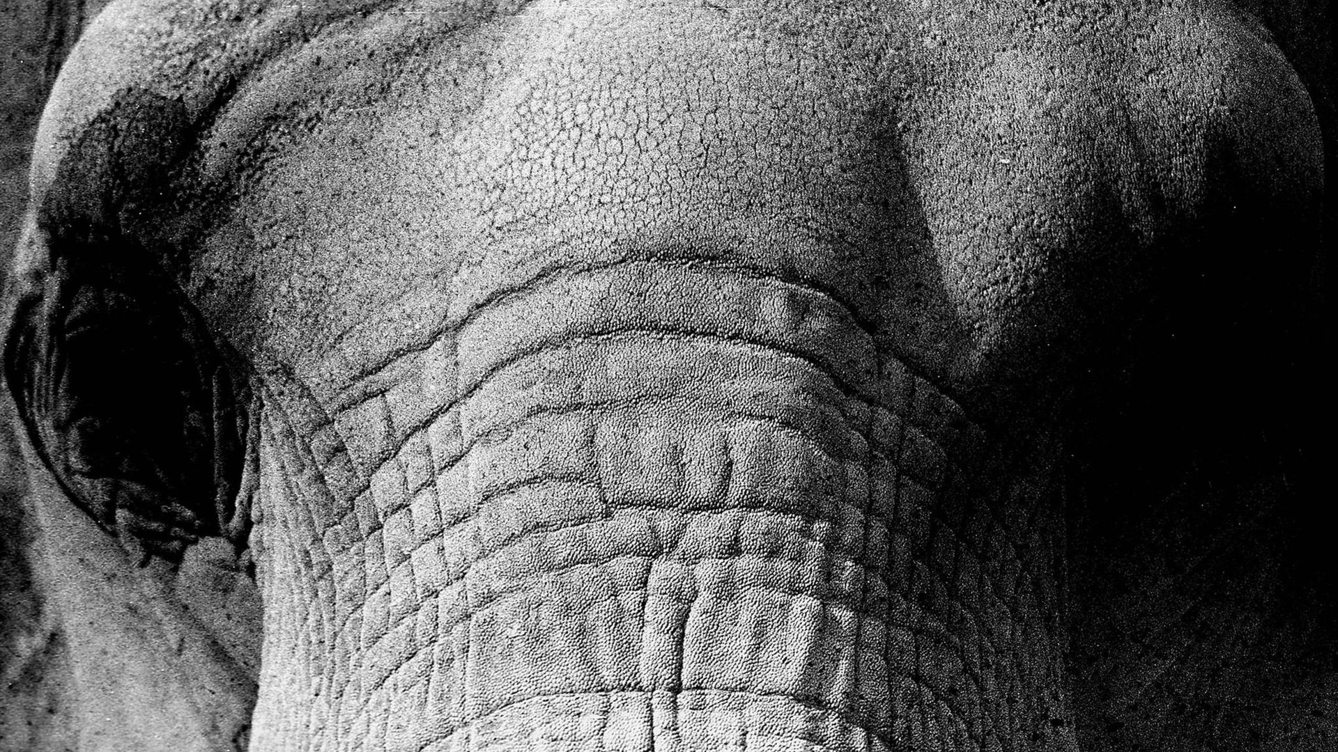 Обои слон, чёрно-белое, крупным планом, elephant, black and white, closeup разрешение 2048x1280 Загрузить