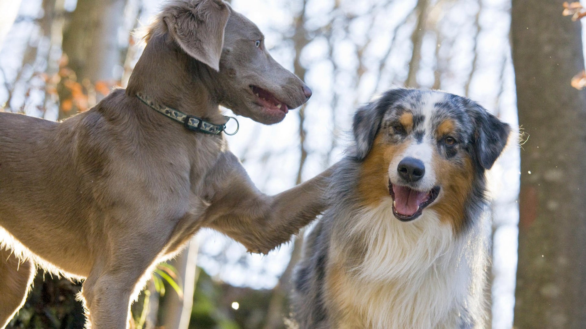 Обои пара, лабрадор, собаки, австралийская овчарка, pair, labrador, dogs, australian shepherd разрешение 1920x1200 Загрузить