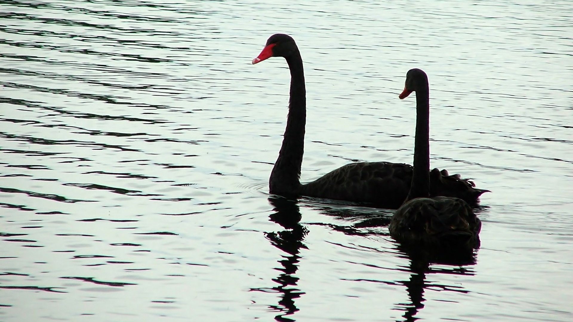 Обои вода, птицы, лебедь, черный лебедь, water, birds, swan, black swan разрешение 1920x1200 Загрузить