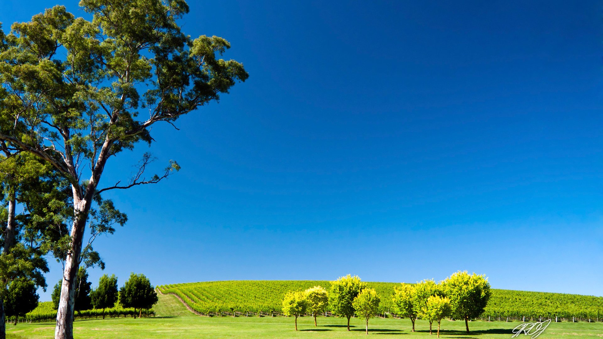 Обои небо, деревья, природа, пейзаж, поле, сад, австралия, the sky, trees, nature, landscape, field, garden, australia разрешение 1920x1200 Загрузить