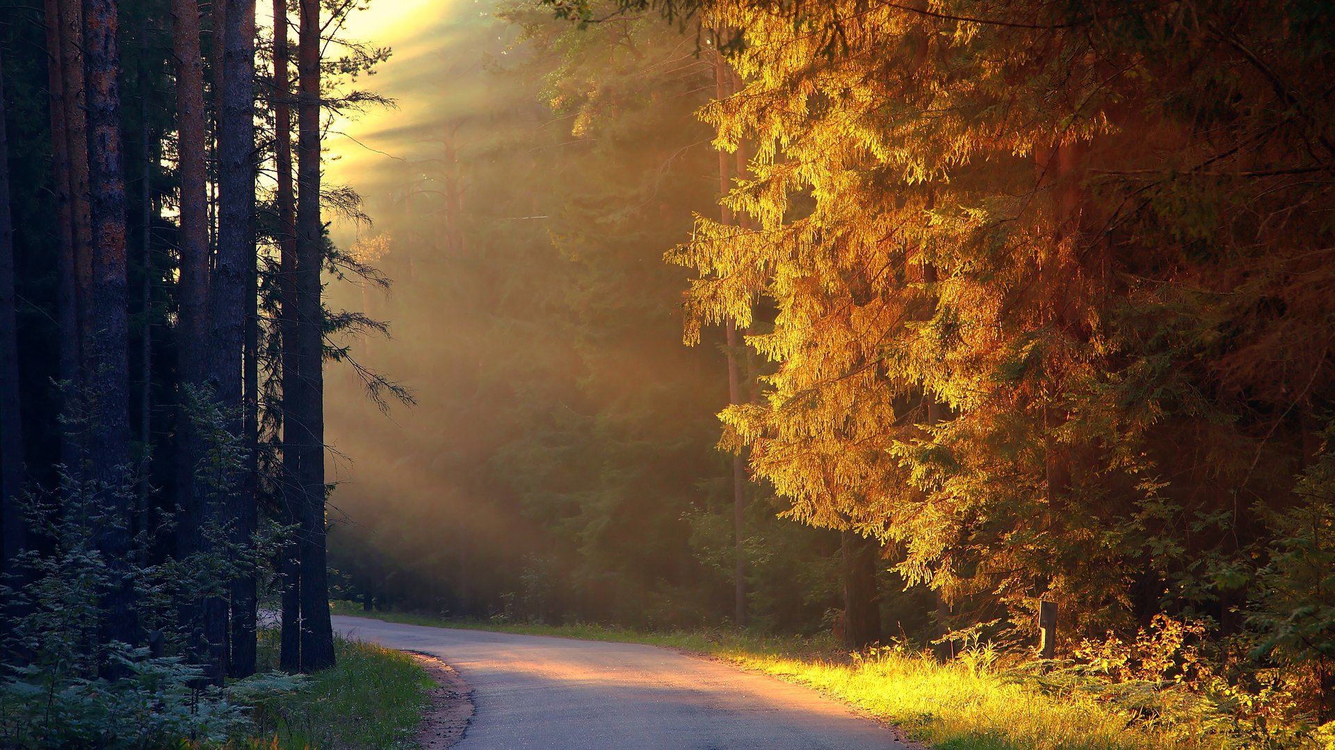 Обои дорога, деревья, лес, осень, солнечные лучи, road, trees, forest, autumn, the sun's rays разрешение 2560x1600 Загрузить