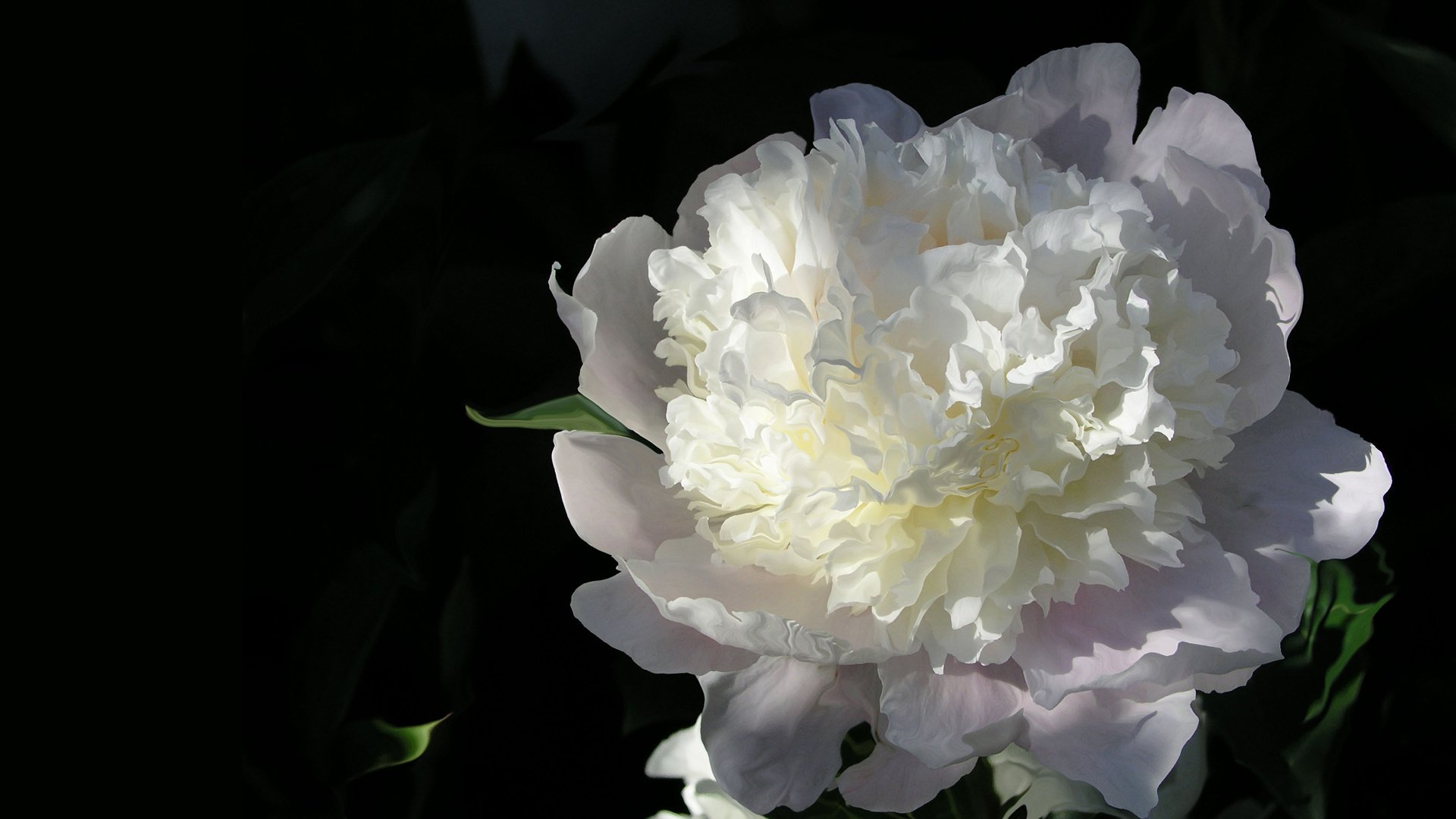 Обои белый, пион, white, peony разрешение 1920x1200 Загрузить